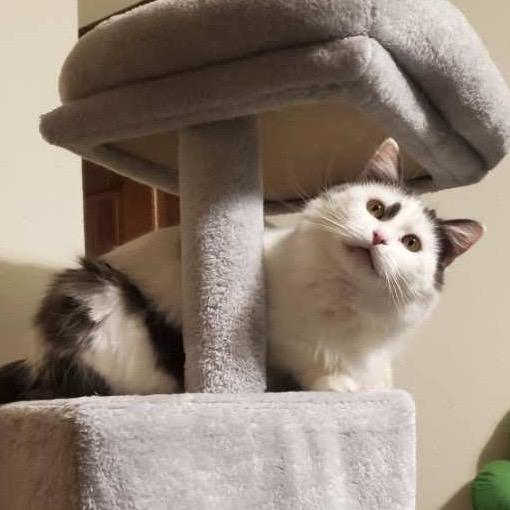 Enlarge Elixir, a Adopted mixed breed in Santa Fe, NM image 5/6