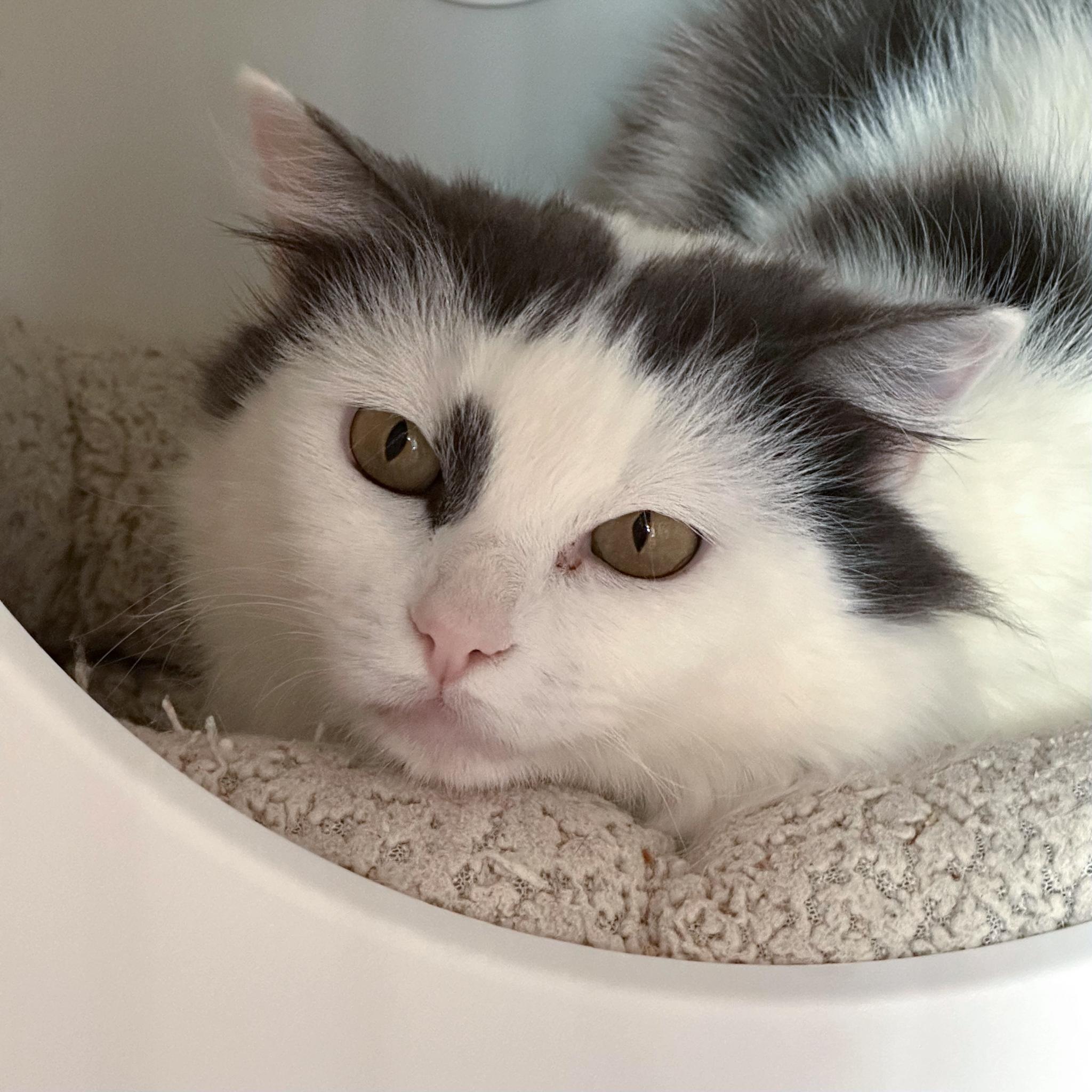 Enlarge Elixir, a Adopted mixed breed in Santa Fe, NM image 6/6