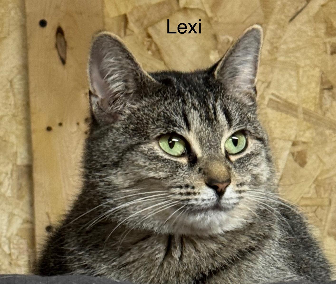 Enlarge Lexi , an adopted Domestic Short Hair in Ludington, MI image 2/2