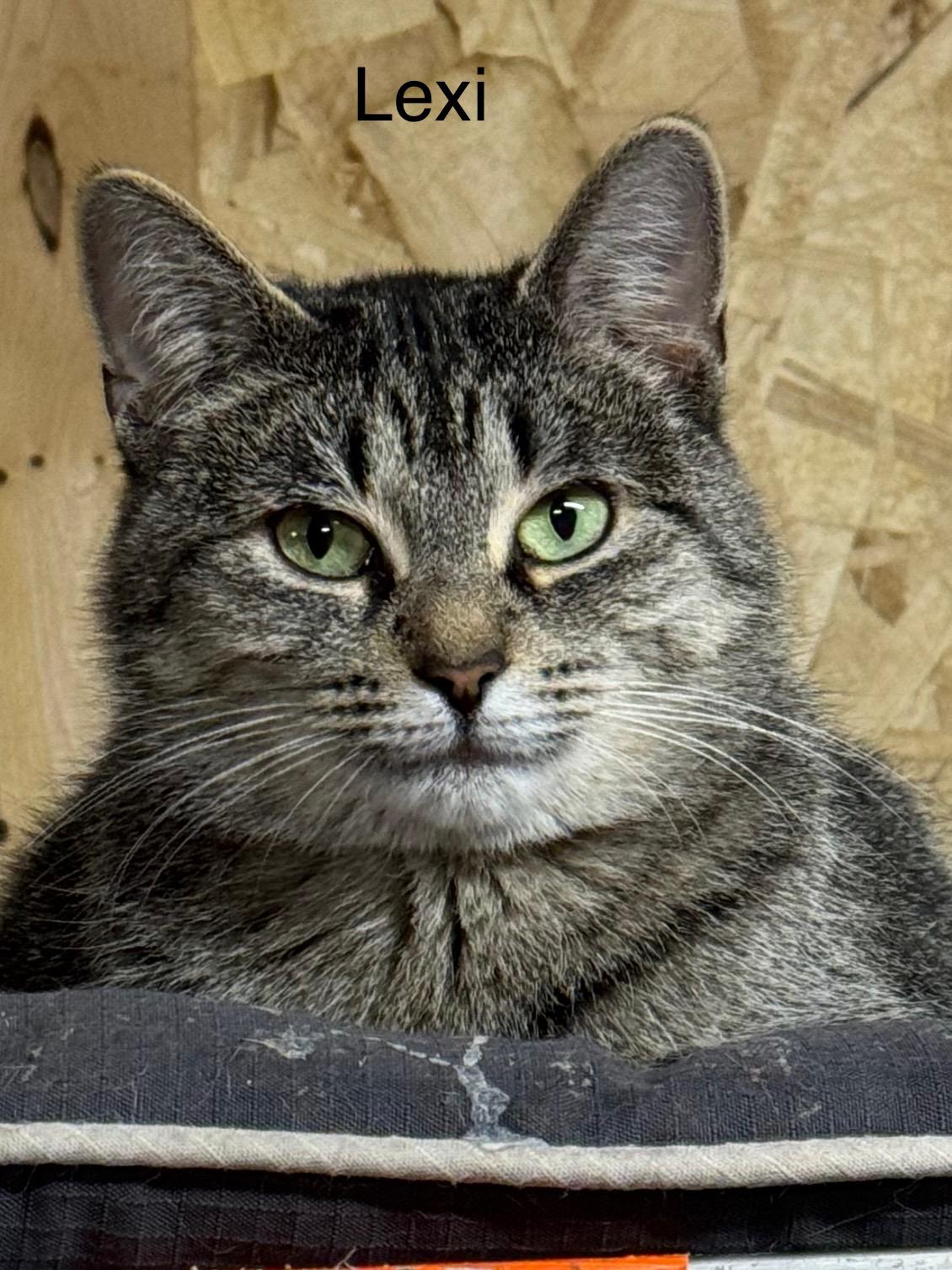 Enlarge Lexi , an adopted Domestic Short Hair in Ludington, MI image 1/2