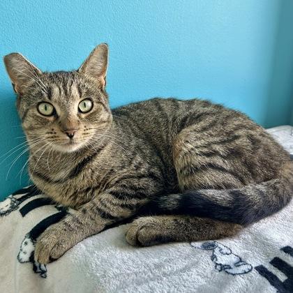 Ramshorn, Adoptable, Kitten Female Domestic Short Hair & Domestic Short Hair.