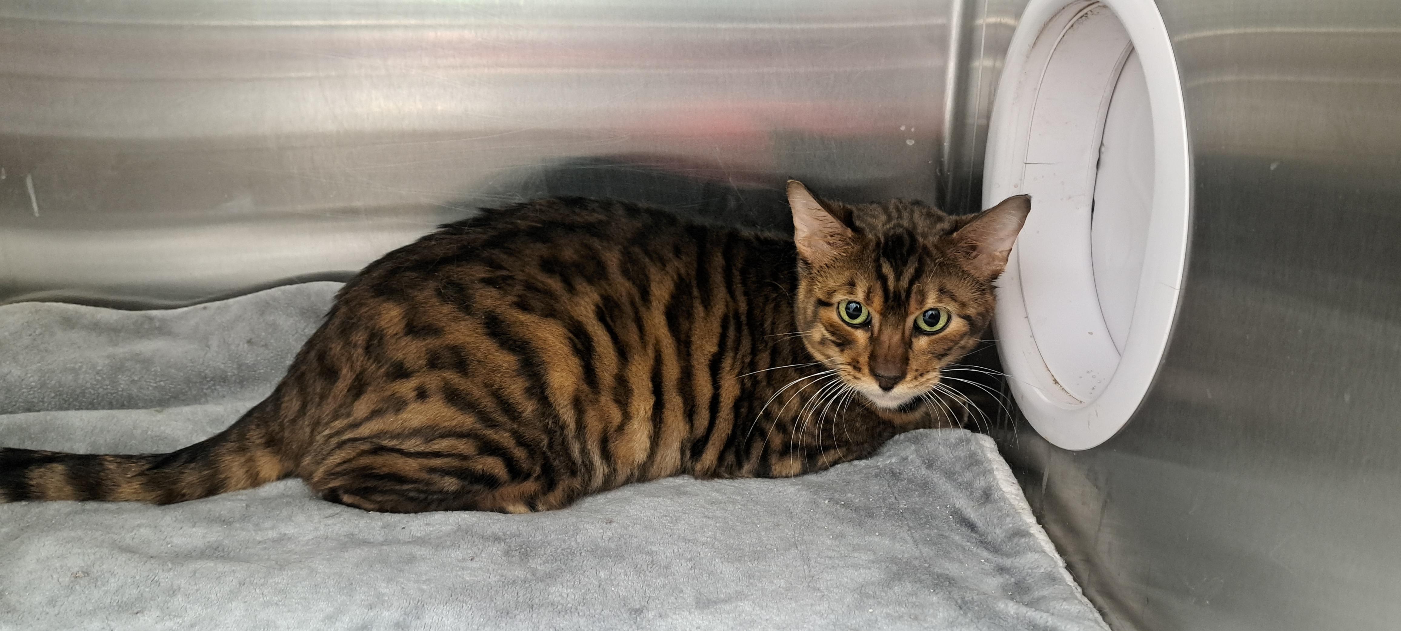 Enlarge Dragonite, a Adoptable Toyger in Riverside, CA image 2/4