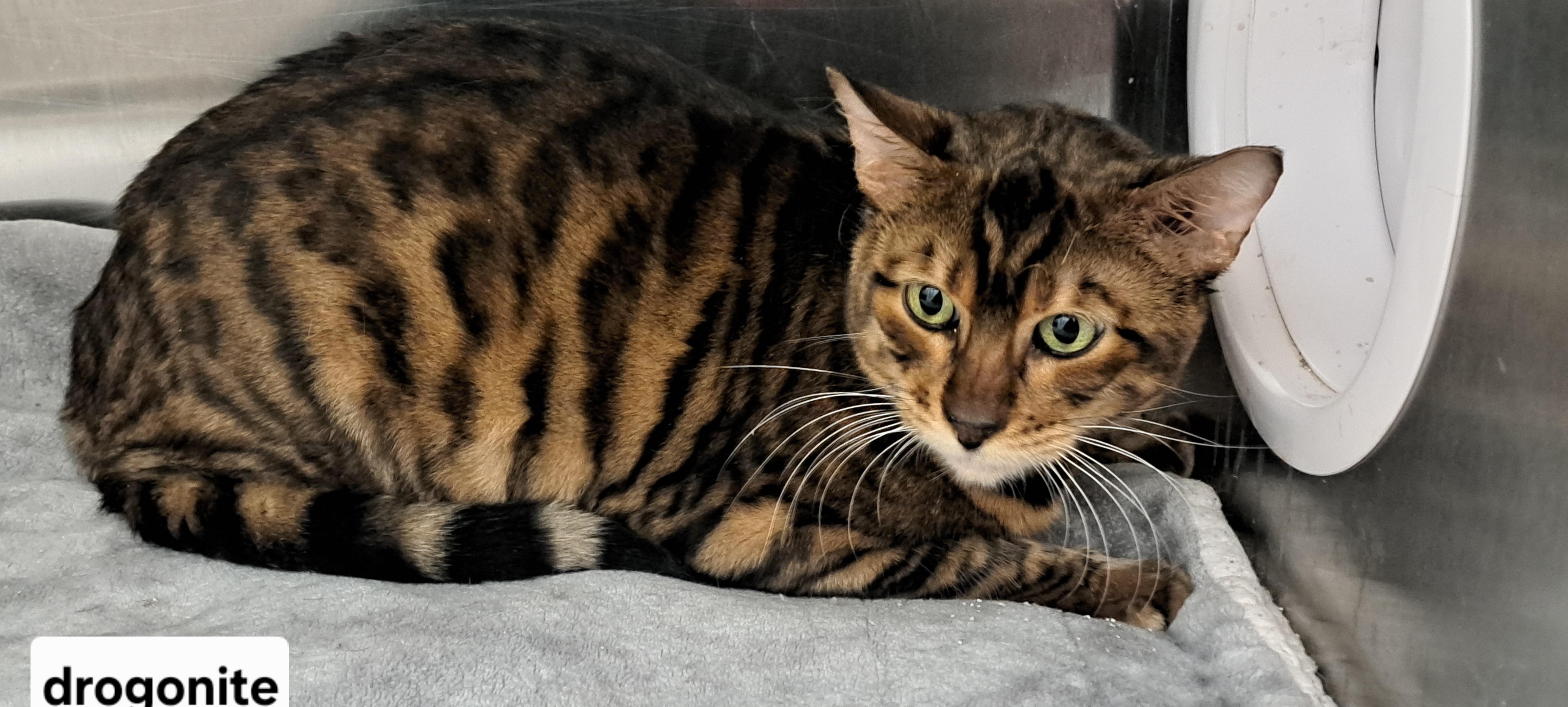 Dragonite, Adoptable, Adult Male Toyger.