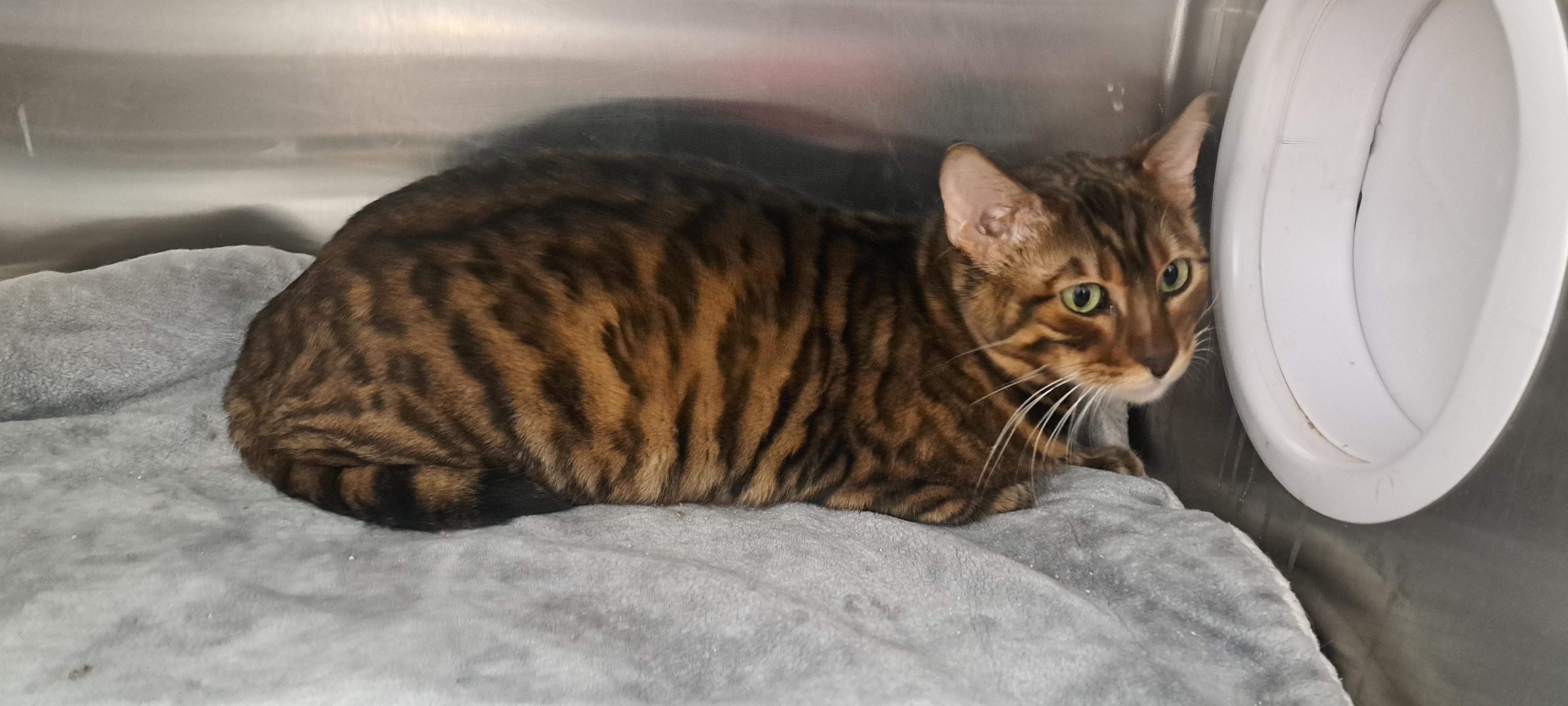 Dragonite thumbnail 3