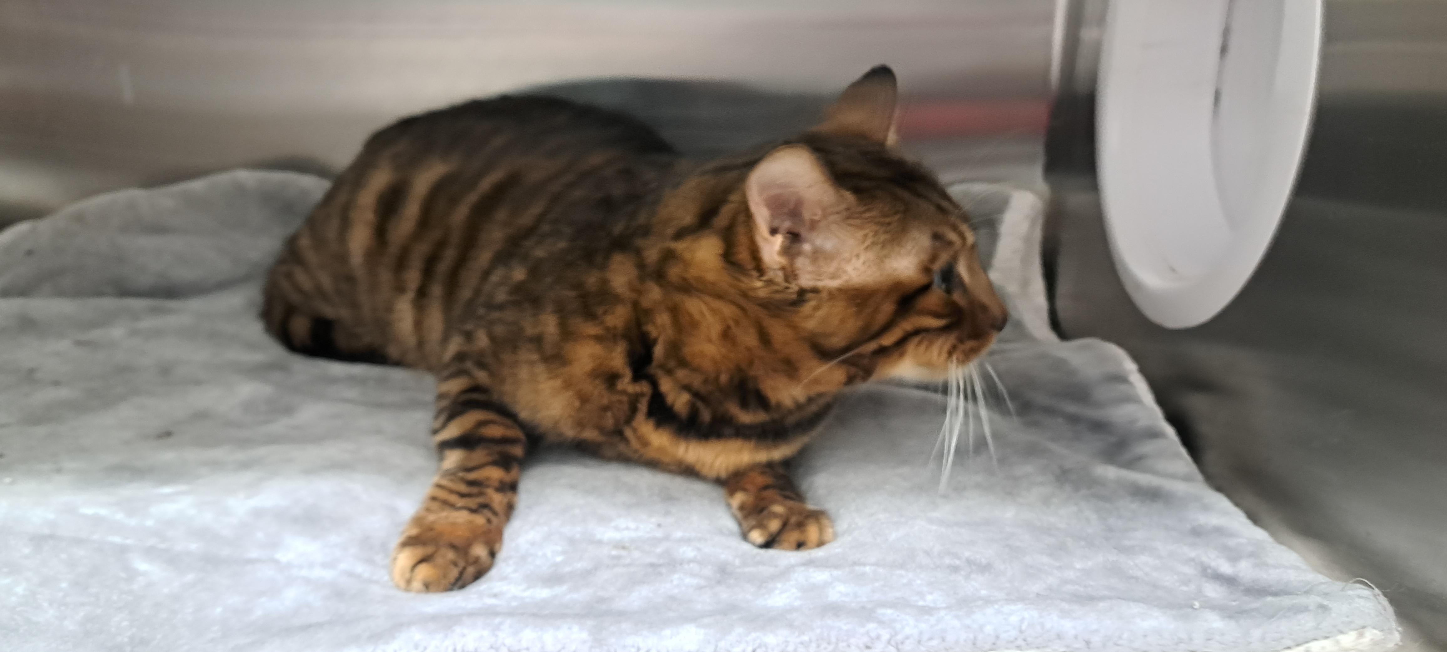 Dragonite thumbnail 4