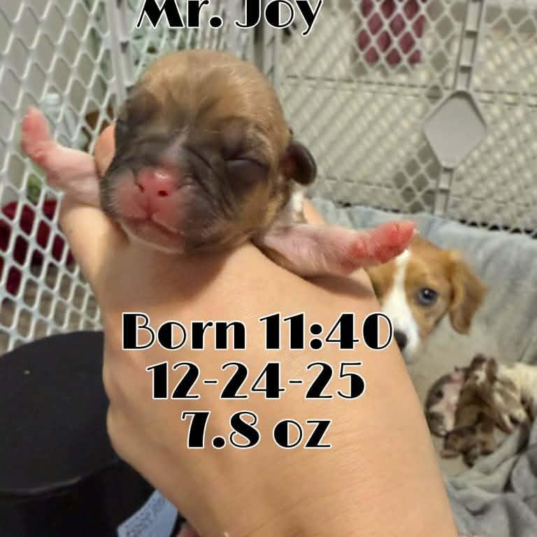 Enlarge Joy, a Adoptable mixed breed in Smithfield, NC image 2/2