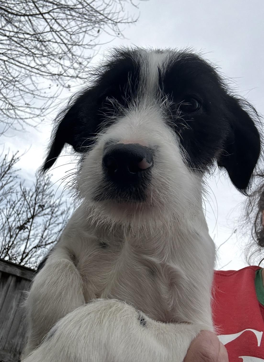 Enlarge Happiness, a hold mixed breed in Arlington Heights, IL image 2/5