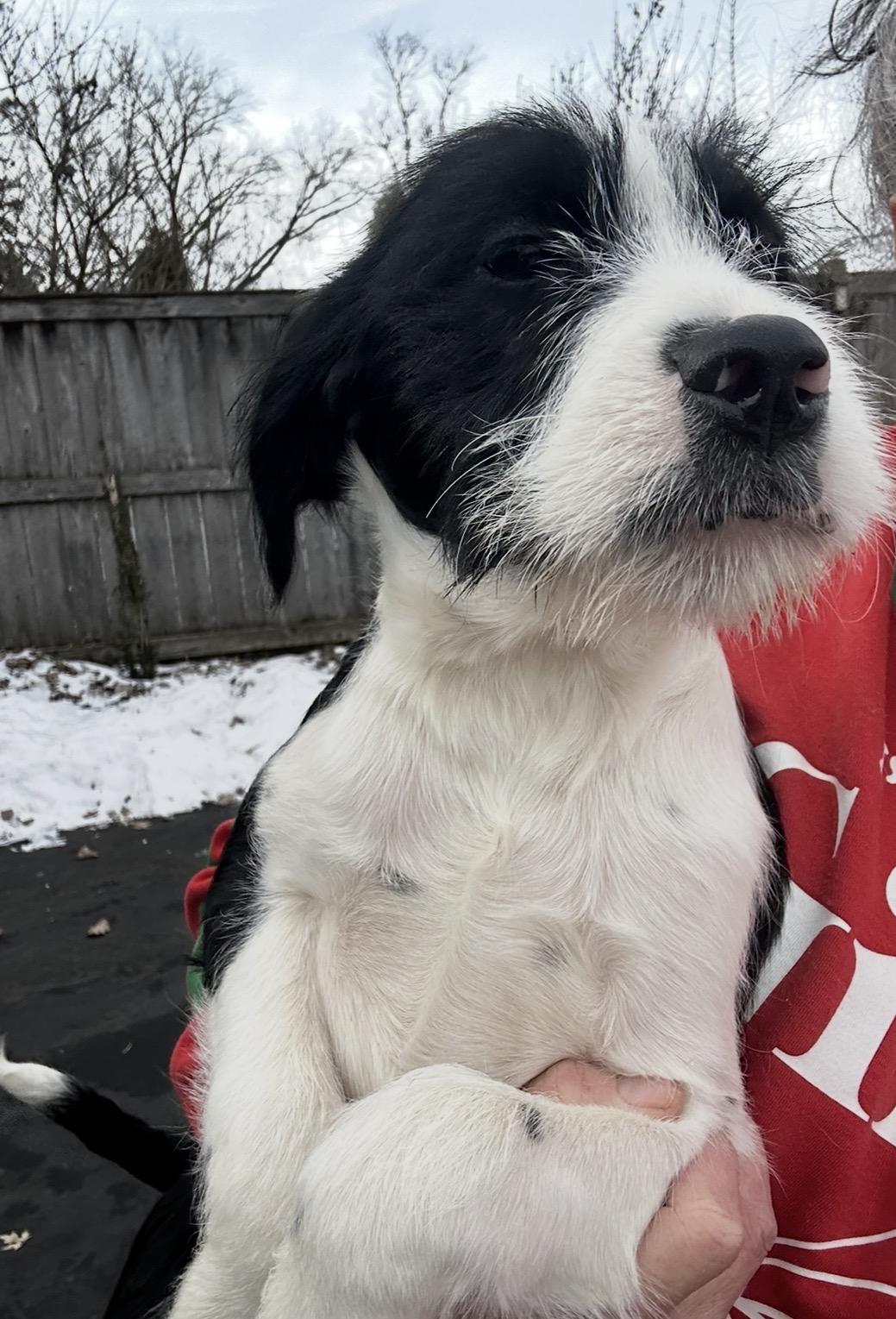 Enlarge Happiness, a hold mixed breed in Arlington Heights, IL image 3/5