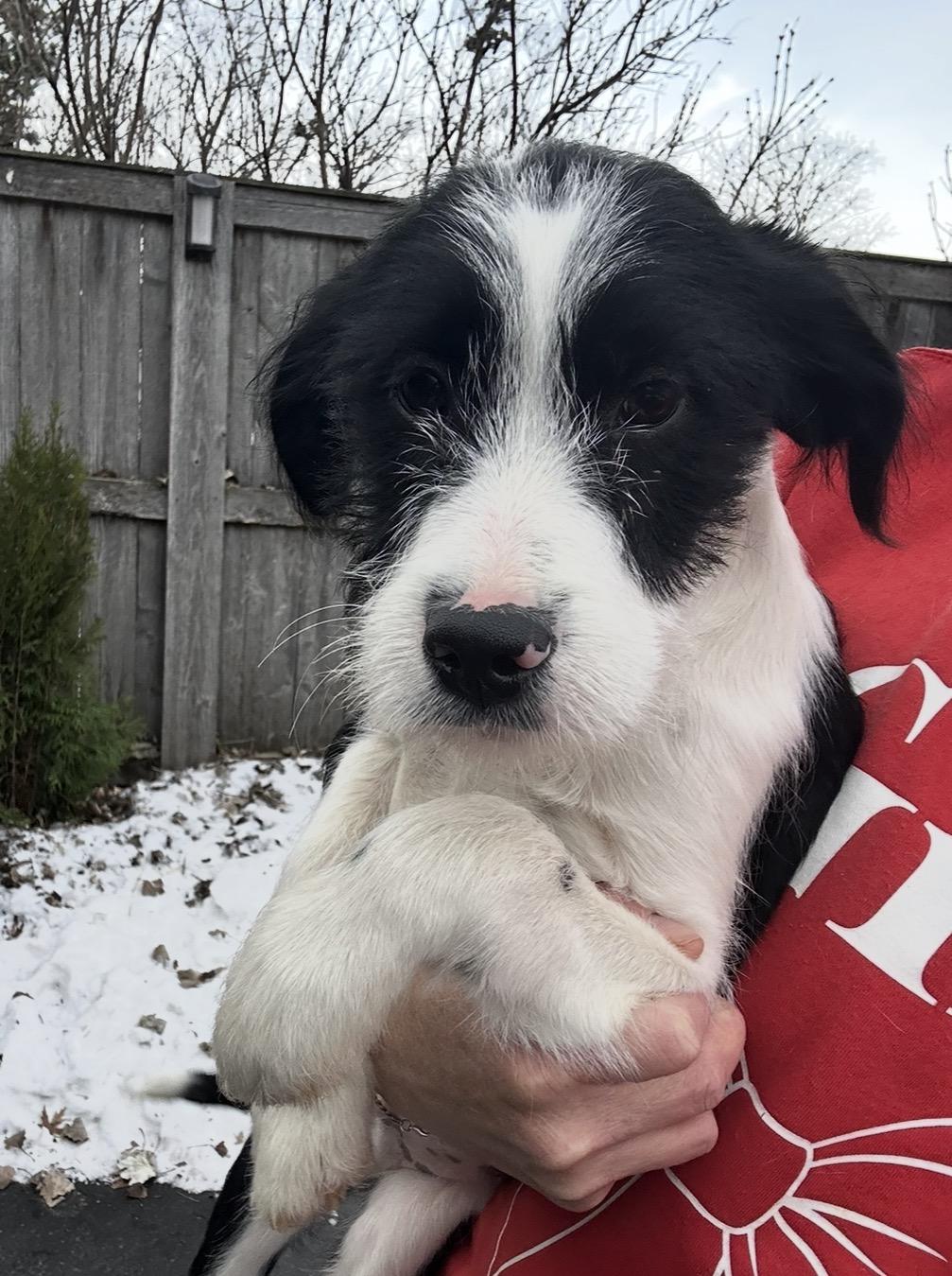 Enlarge Happiness, a hold mixed breed in Arlington Heights, IL image 1/5