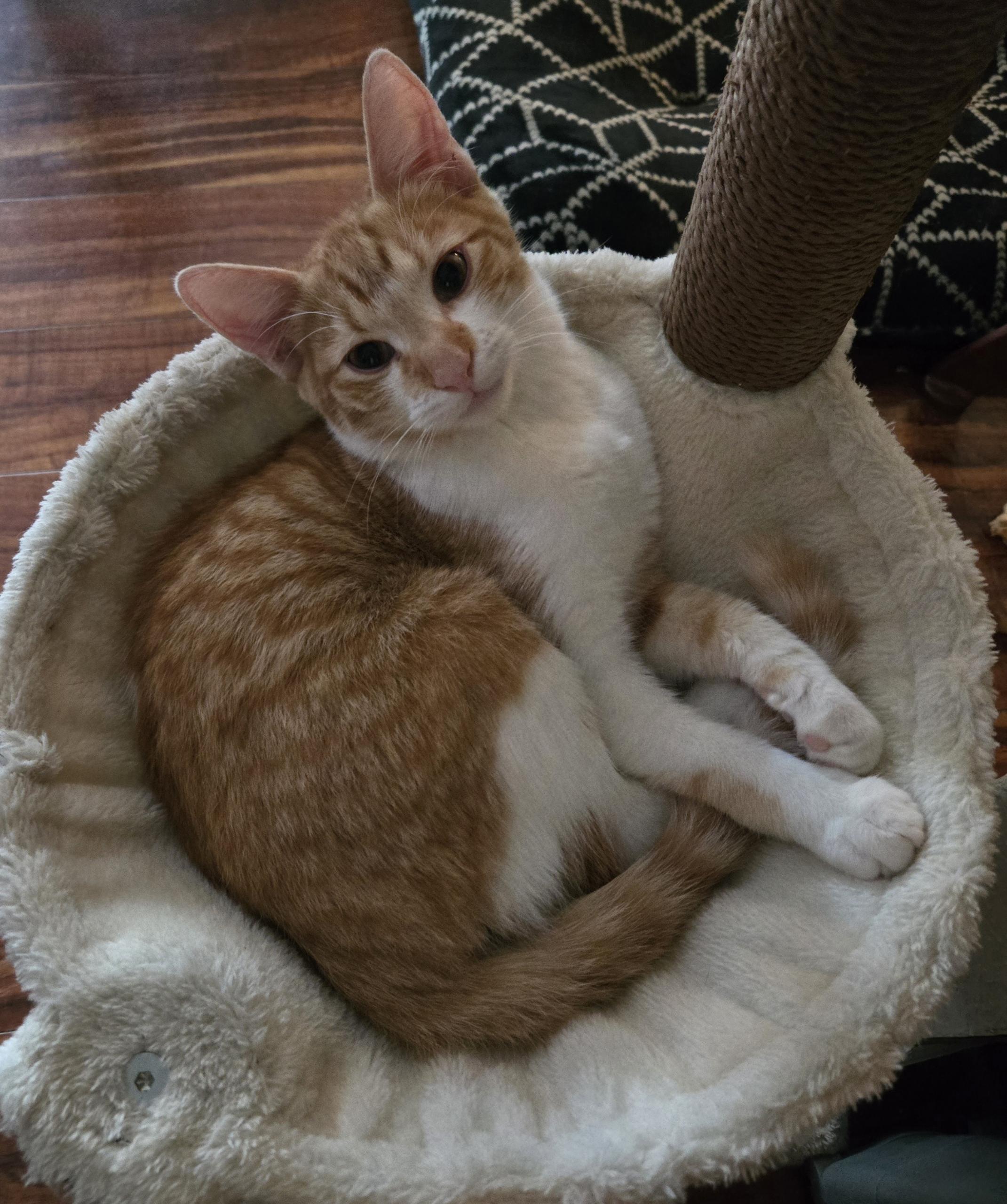 Caleb - Riley Fuzzel FH