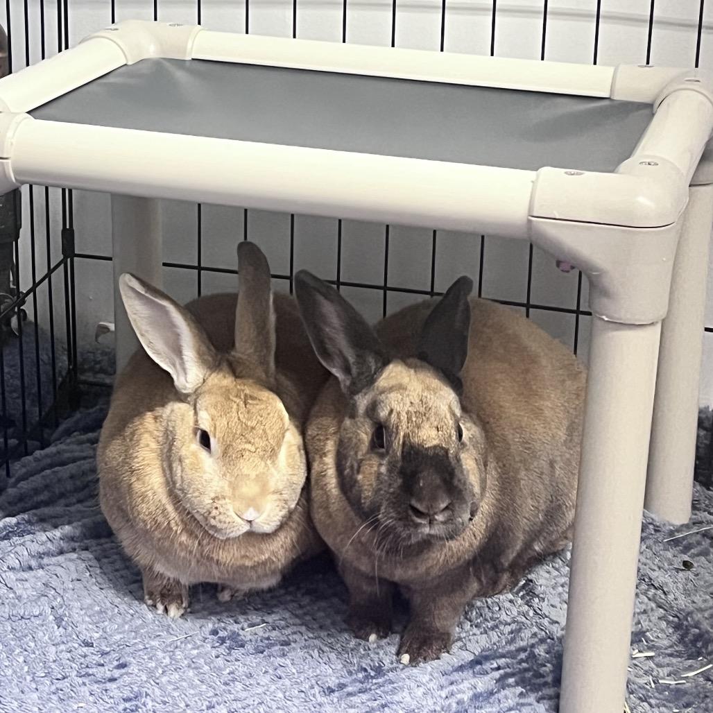 Enlarge Lenny, a Adoptable New Zealand in Mentor, OH image 1/3