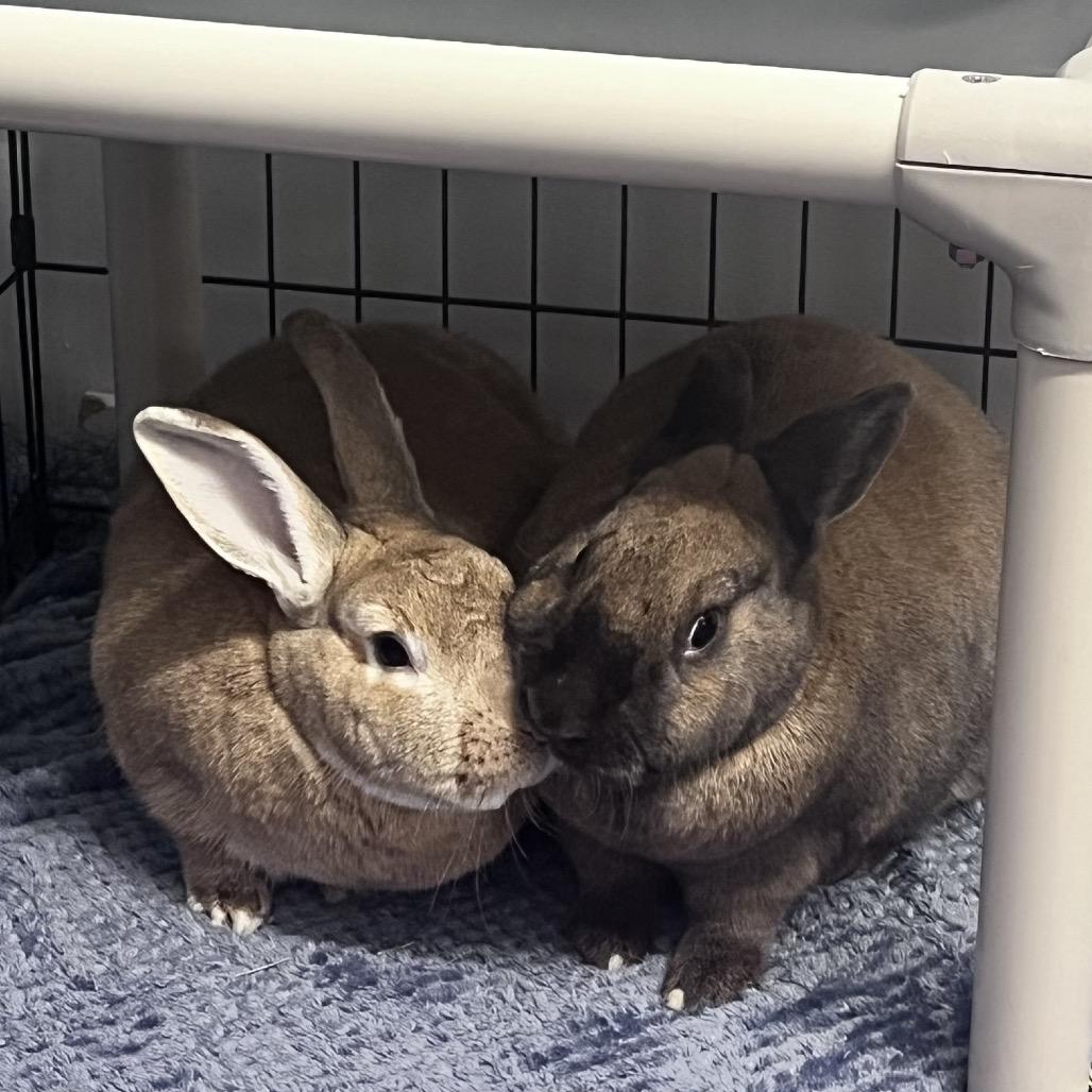 Enlarge Lenny, a Adoptable New Zealand in Mentor, OH image 2/3