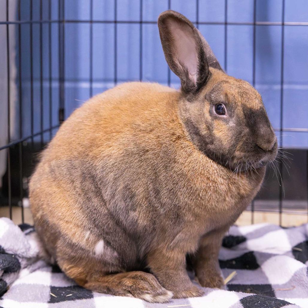 Enlarge Lenny, a Adoptable New Zealand in Mentor, OH image 3/3