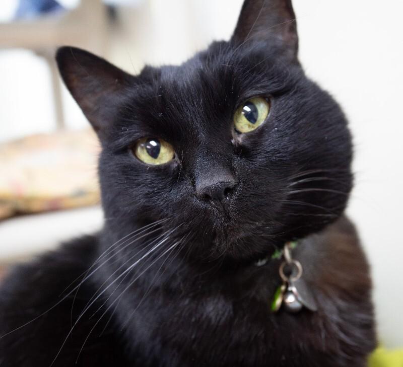 Luna (Jenny), Adoptable, Senior Female Domestic Short Hair.