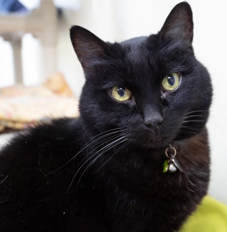 Enlarge Luna (Jenny), a Adoptable Domestic Short Hair in Arlington, WA image 2/4