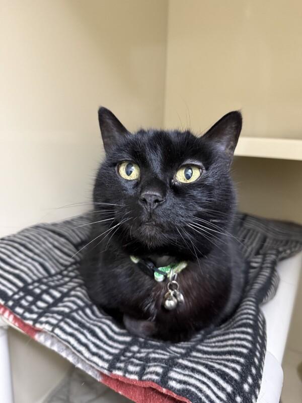 Enlarge Luna (Jenny), a Adoptable Domestic Short Hair in Arlington, WA image 3/4