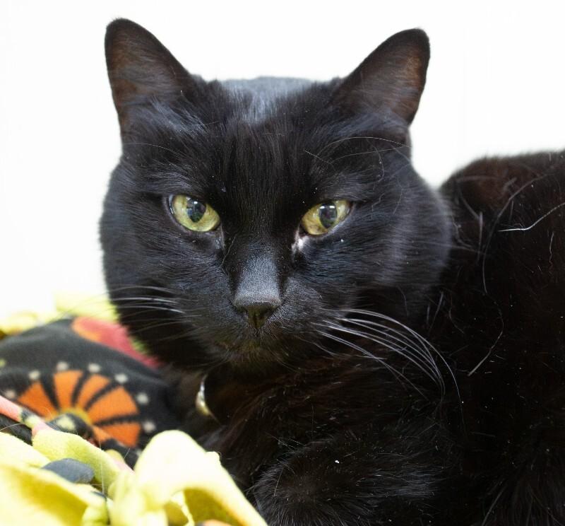 Enlarge Luna (Jenny), a Adoptable Domestic Short Hair in Arlington, WA image 4/4