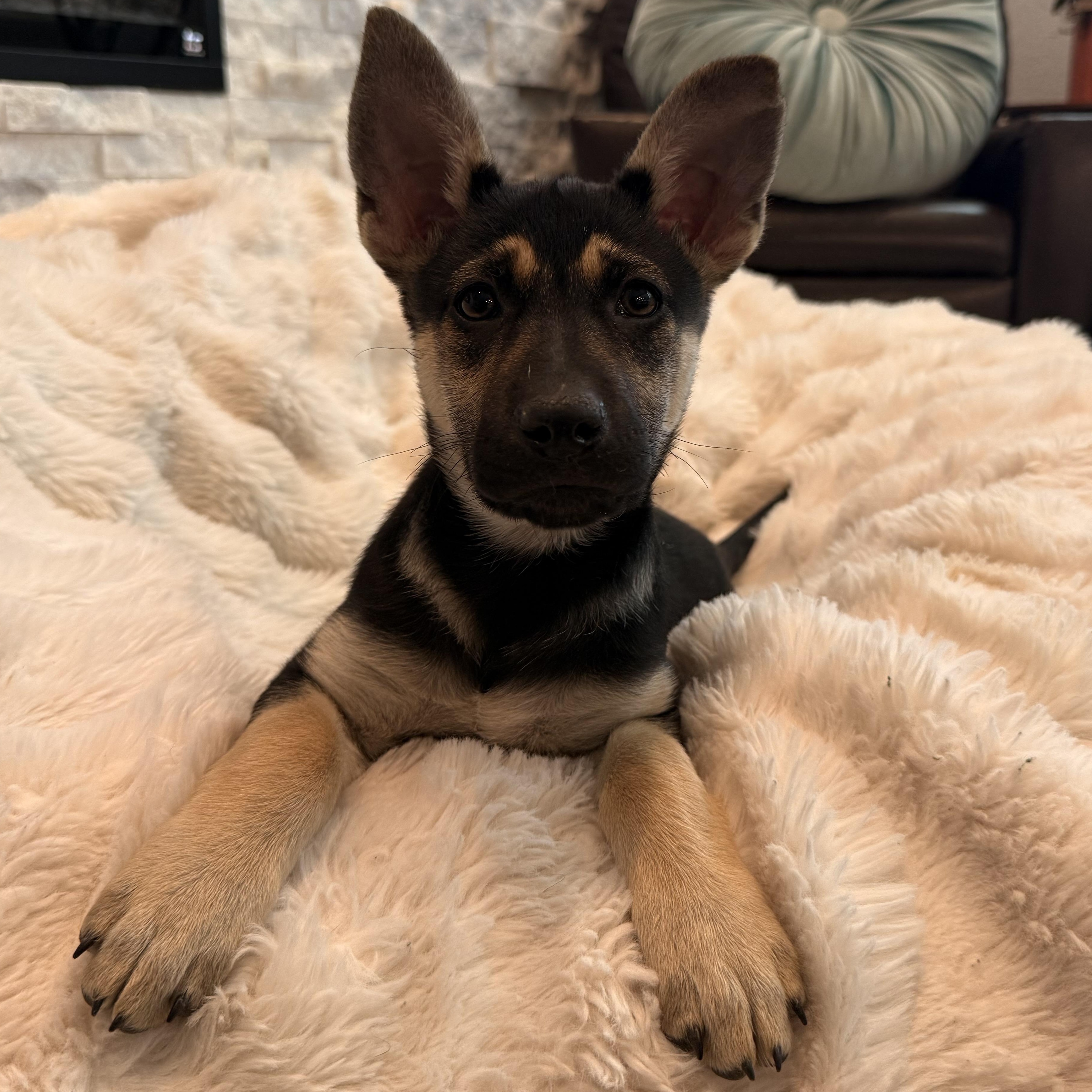 Glacier , ADOPTABLE, Puppy Female Mixed Breed.