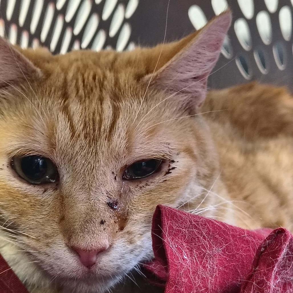 Sweet Pea, Adoptable, Adult Female Domestic Short Hair.