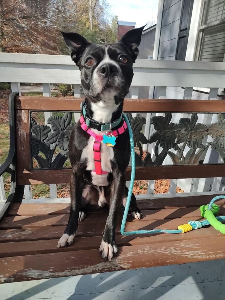 Enlarge Truman, a Adoptable Boston Terrier in Jackson, TN image 1/6