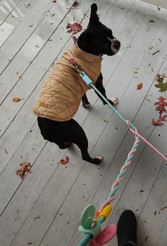 Enlarge Truman, a Adoptable Boston Terrier in Jackson, TN image 2/6