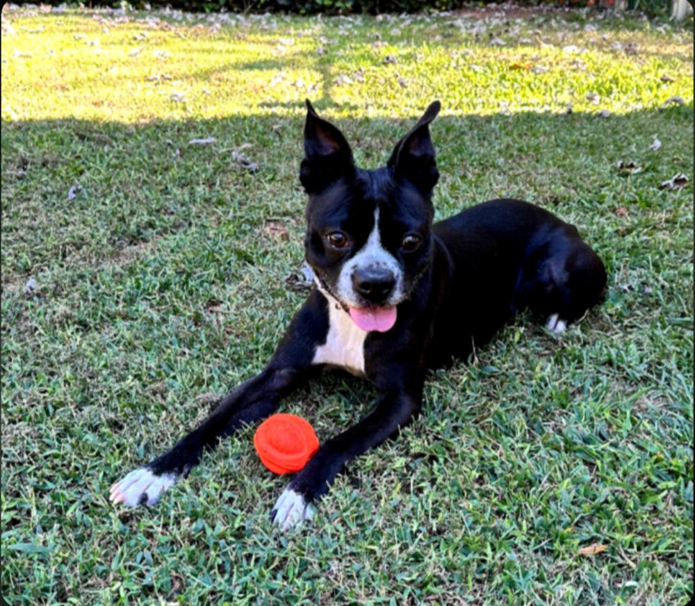 Enlarge Truman, a Adoptable Boston Terrier in Jackson, TN image 3/6