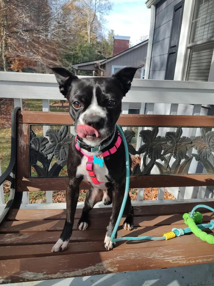 Enlarge Truman, a Adoptable Boston Terrier in Jackson, TN image 5/6