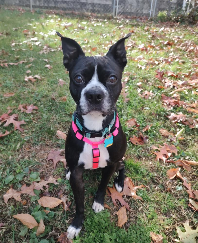 Enlarge Truman, a Adoptable Boston Terrier in Jackson, TN image 6/6