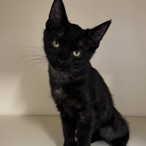 Bunny, Adoptable, Young Female Domestic Short Hair.