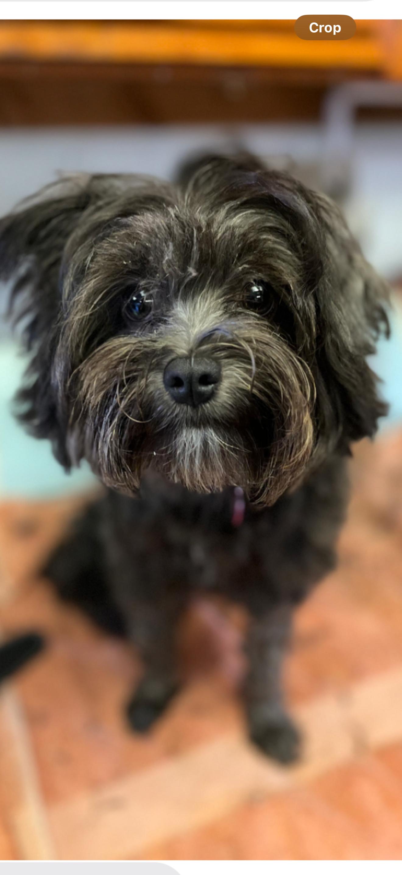 Mia - The Precious Pup, an adopted mixed breed in Rancho Cucamonga , CA image 1/3