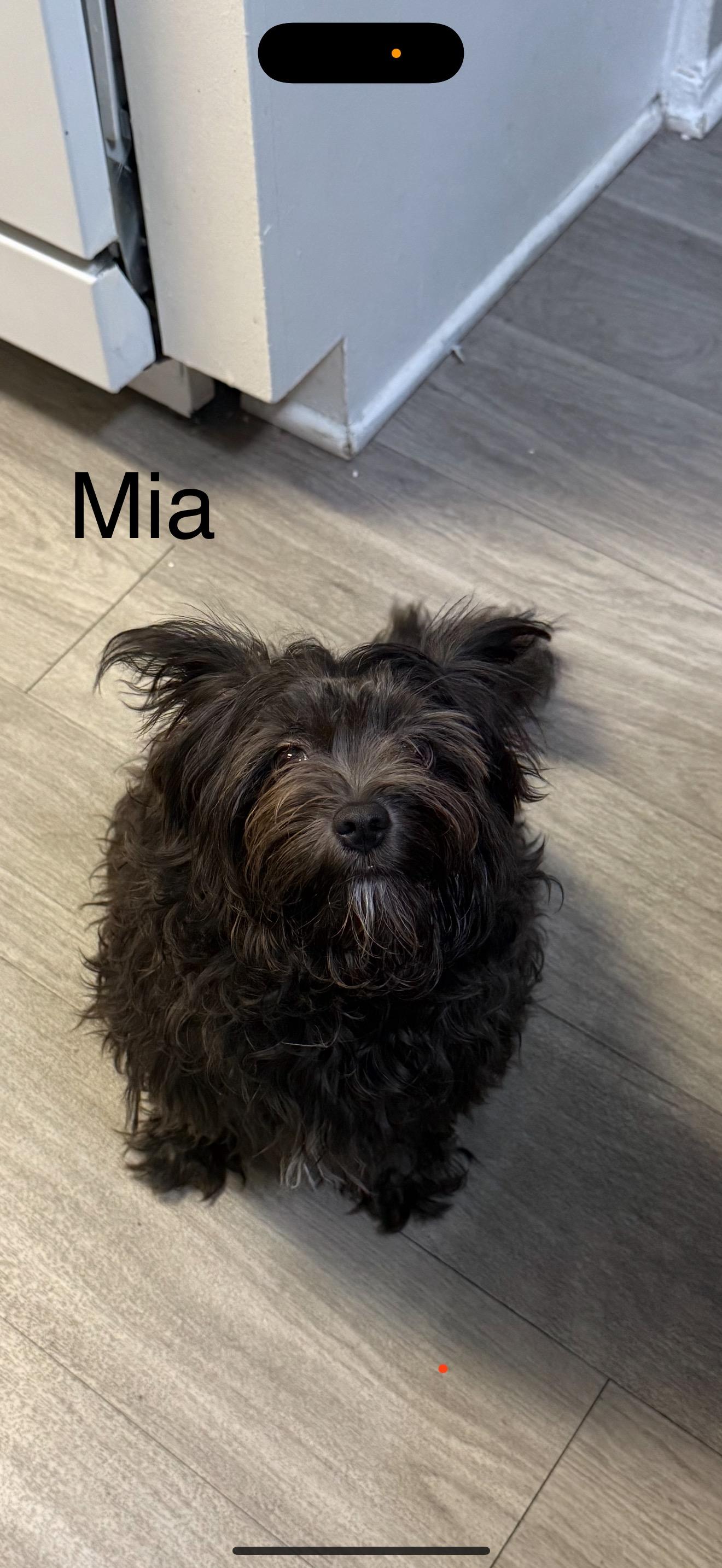 Mia - The Precious Pup, an adoptable Maltese, Havanese in Rancho Cucamonga , CA, 91739 | Photo Image 1