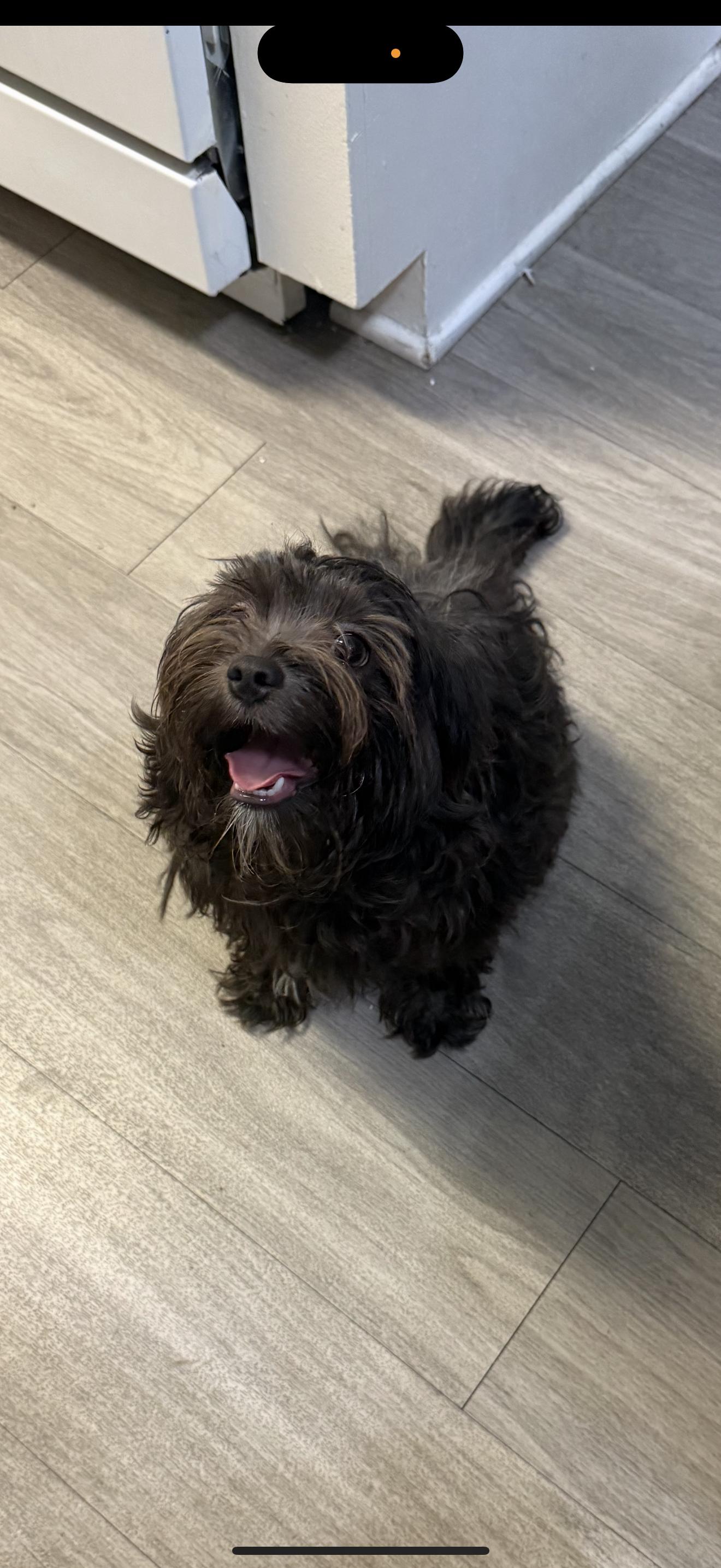 Mia - The Precious Pup, an adoptable Maltese, Havanese in Rancho Cucamonga , CA, 91739 | Photo Image 2