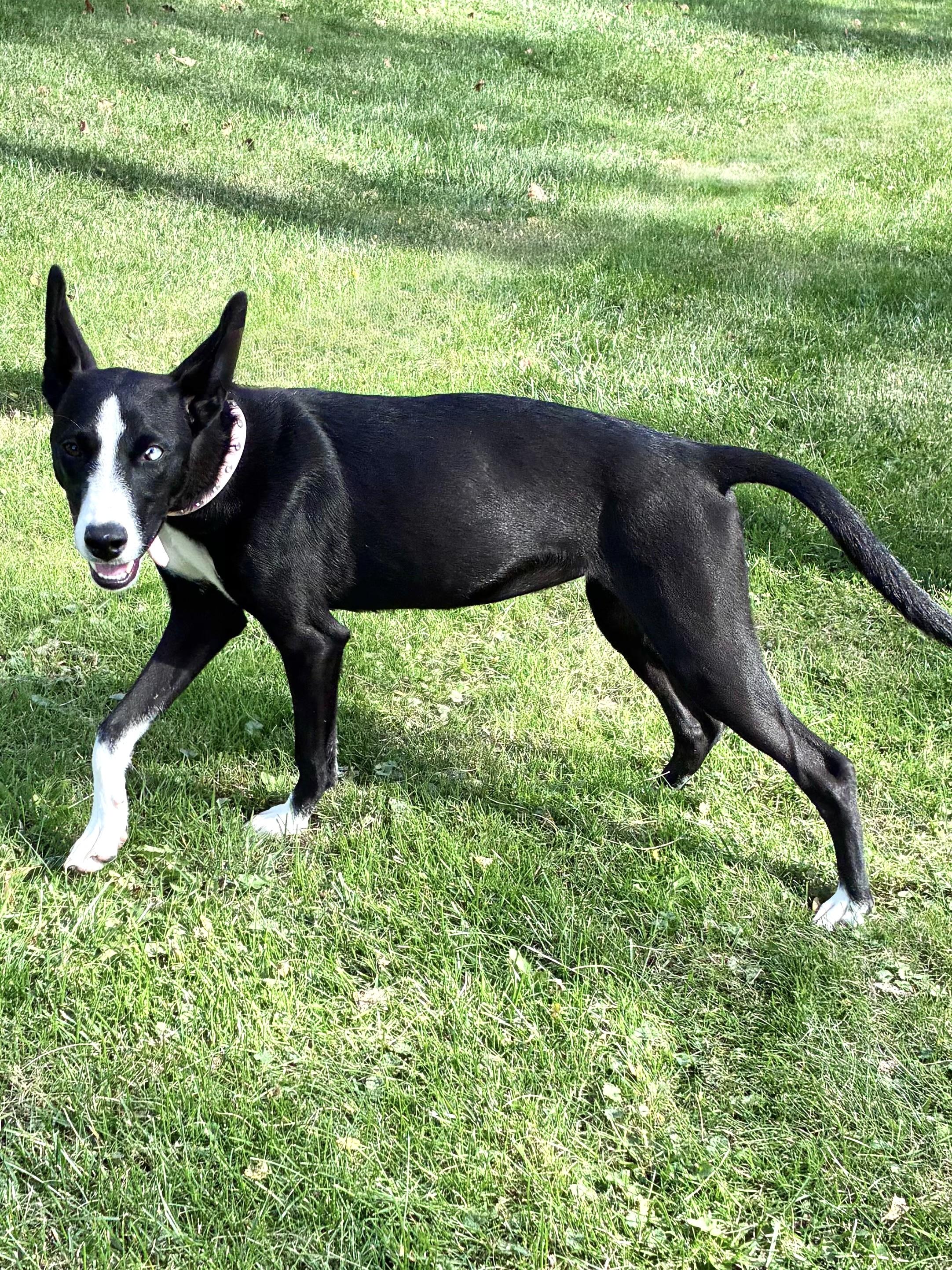 Enlarge Donika, a Adoptable mixed breed in West Chicago, IL image 2/3