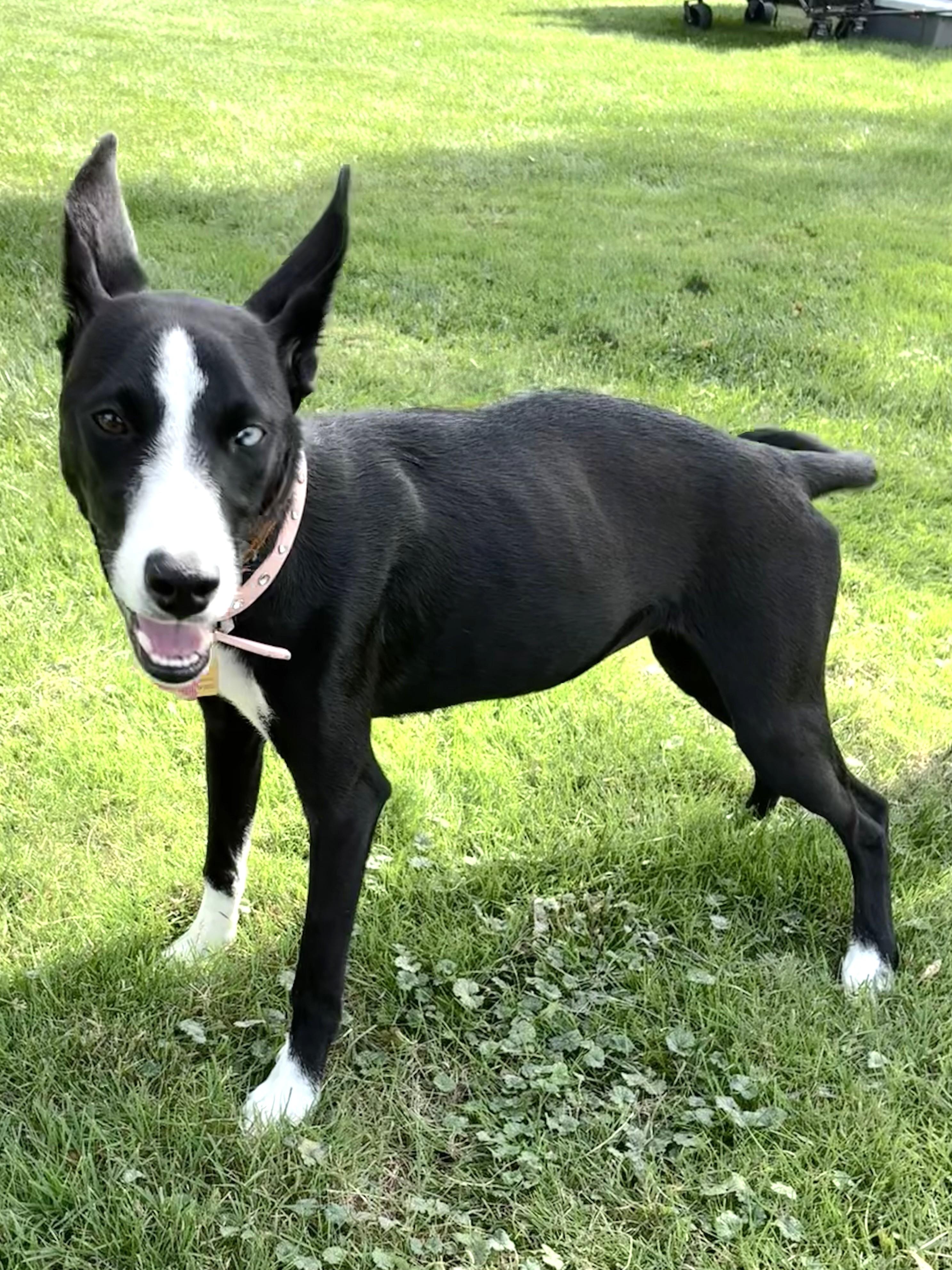 Enlarge Donika, a Adoptable mixed breed in West Chicago, IL image 3/3