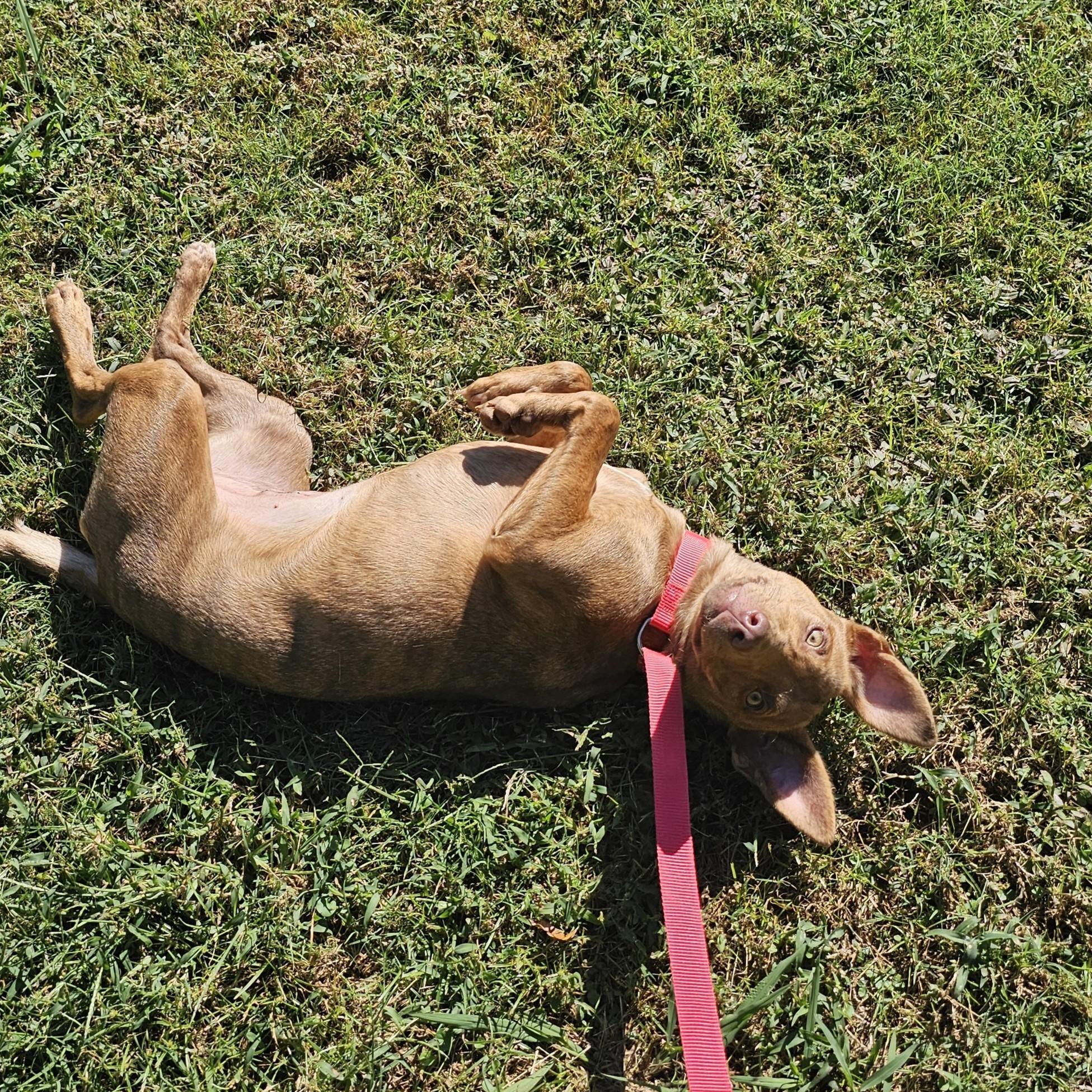 Shelly, a Adoptable Mixed Breed in Searcy, AR image 4/6