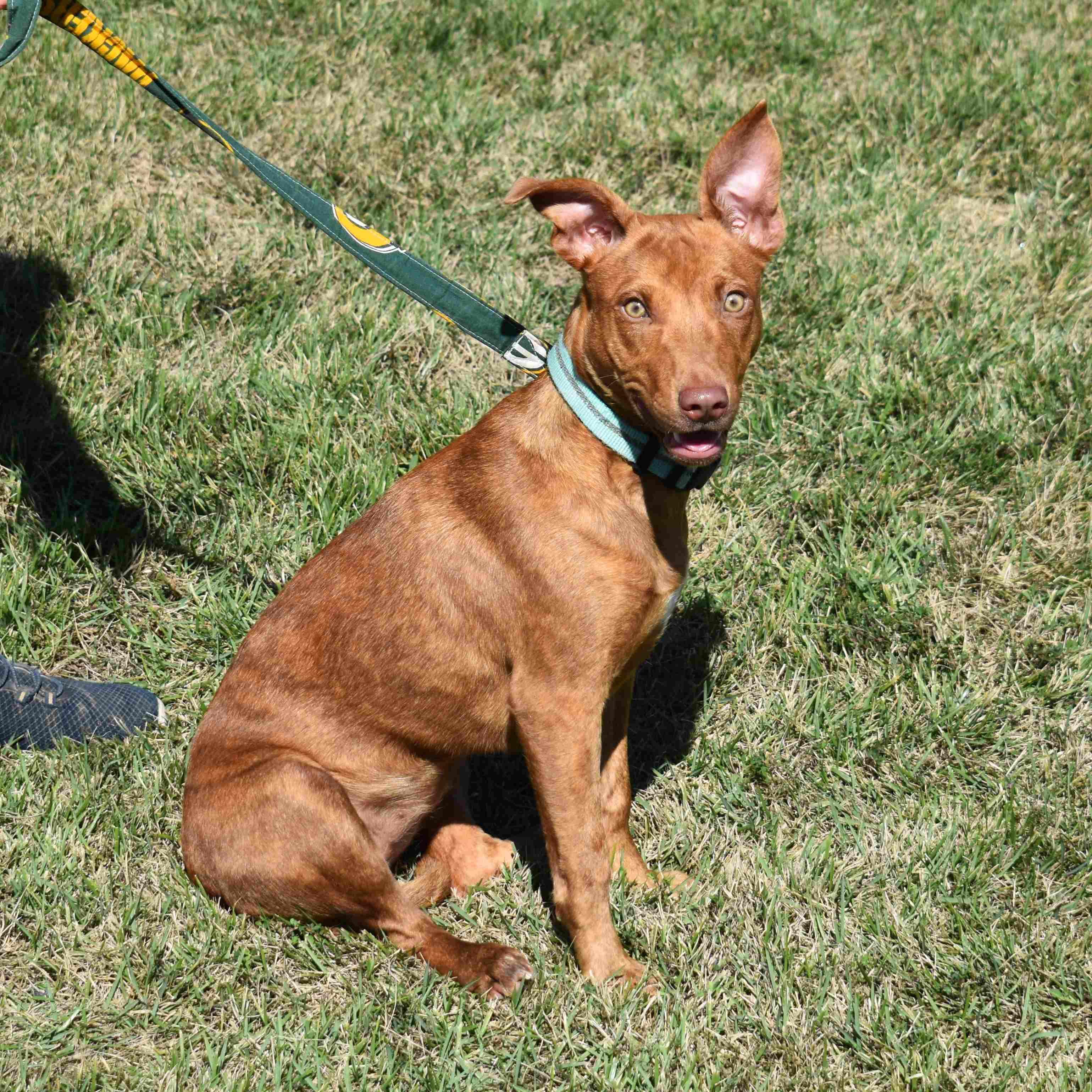 Shelly, a Adoptable Mixed Breed in Searcy, AR image 5/6
