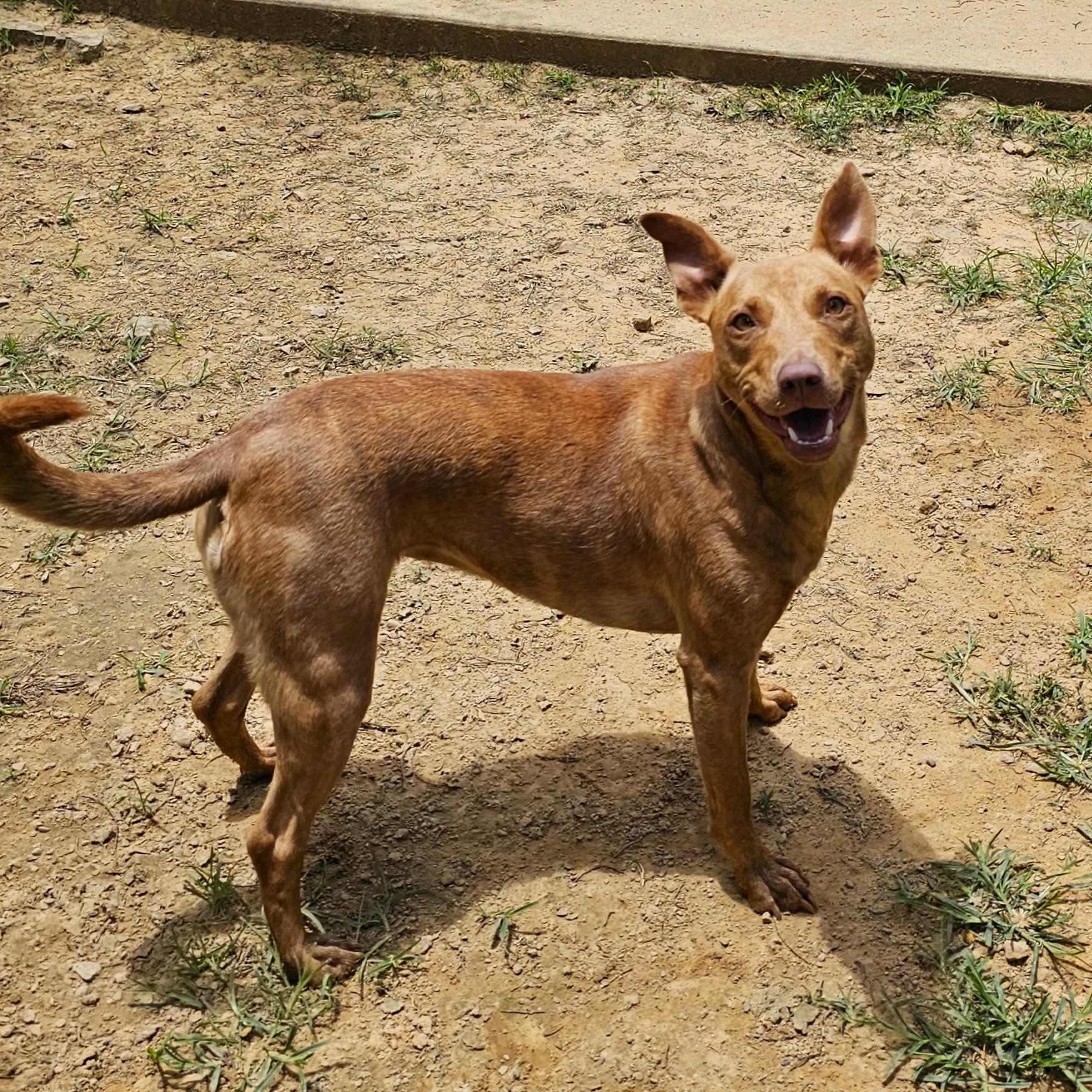 Shelly, Adoptable, Young Female Mixed Breed.