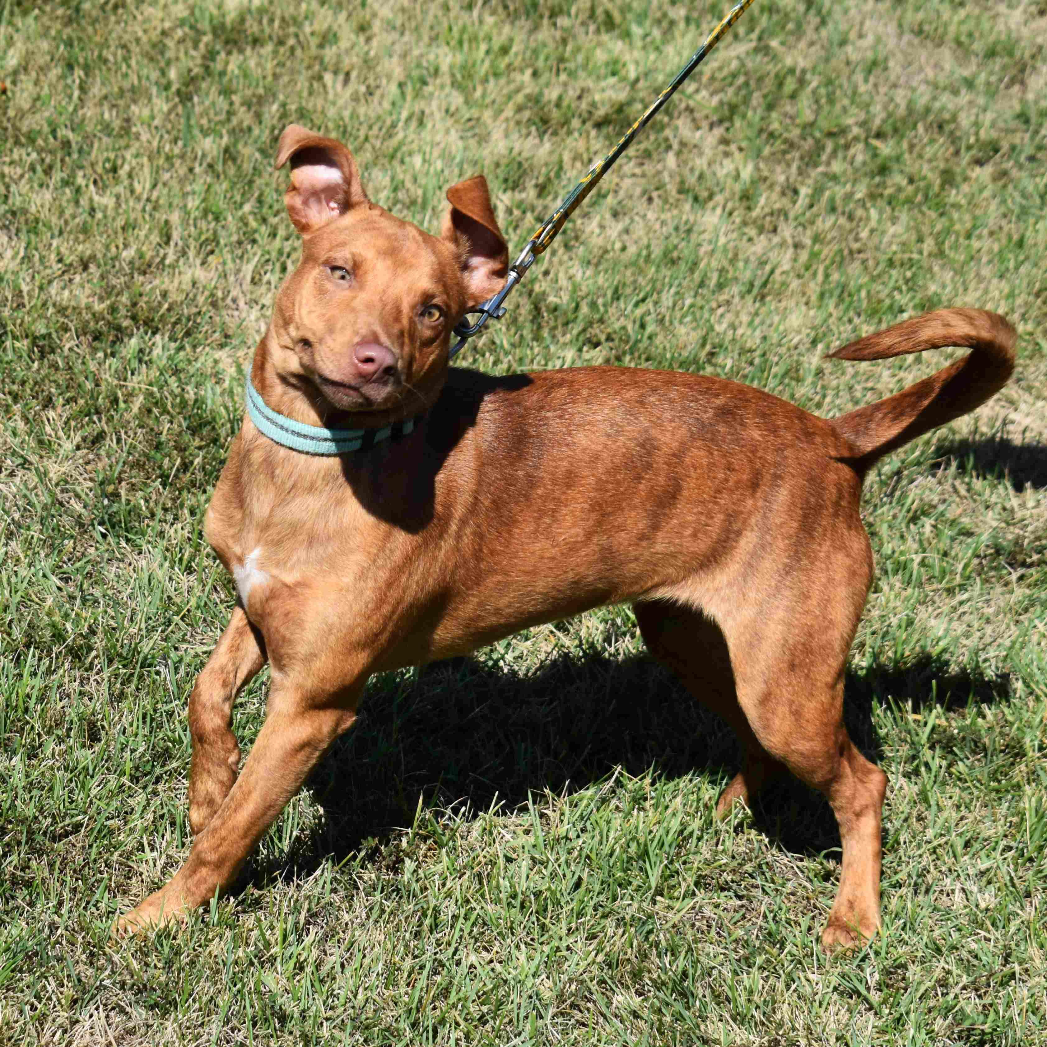 Shelly, a Adoptable Mixed Breed in Searcy, AR image 6/6