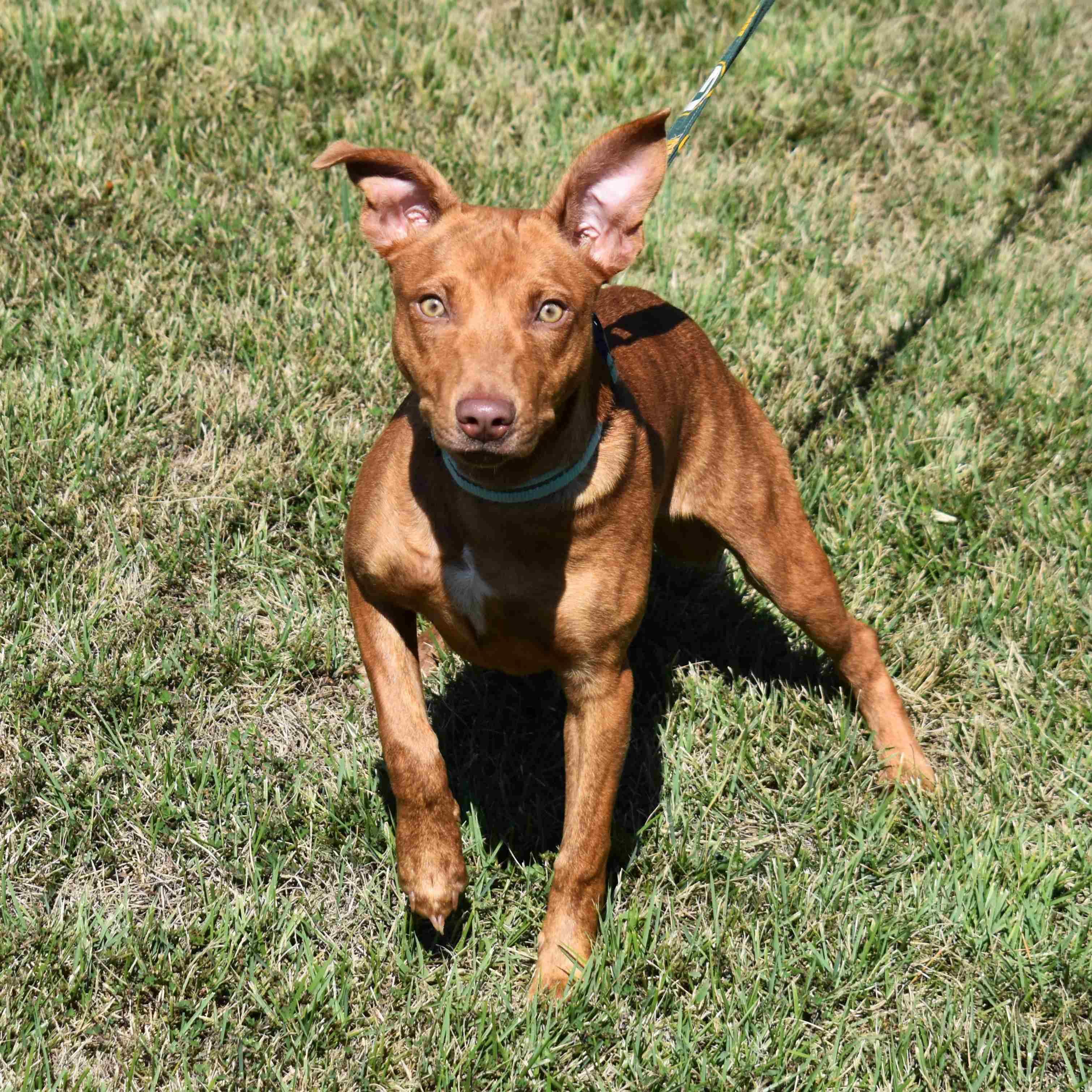 Shelly, a Adoptable Mixed Breed in Searcy, AR image 4/6