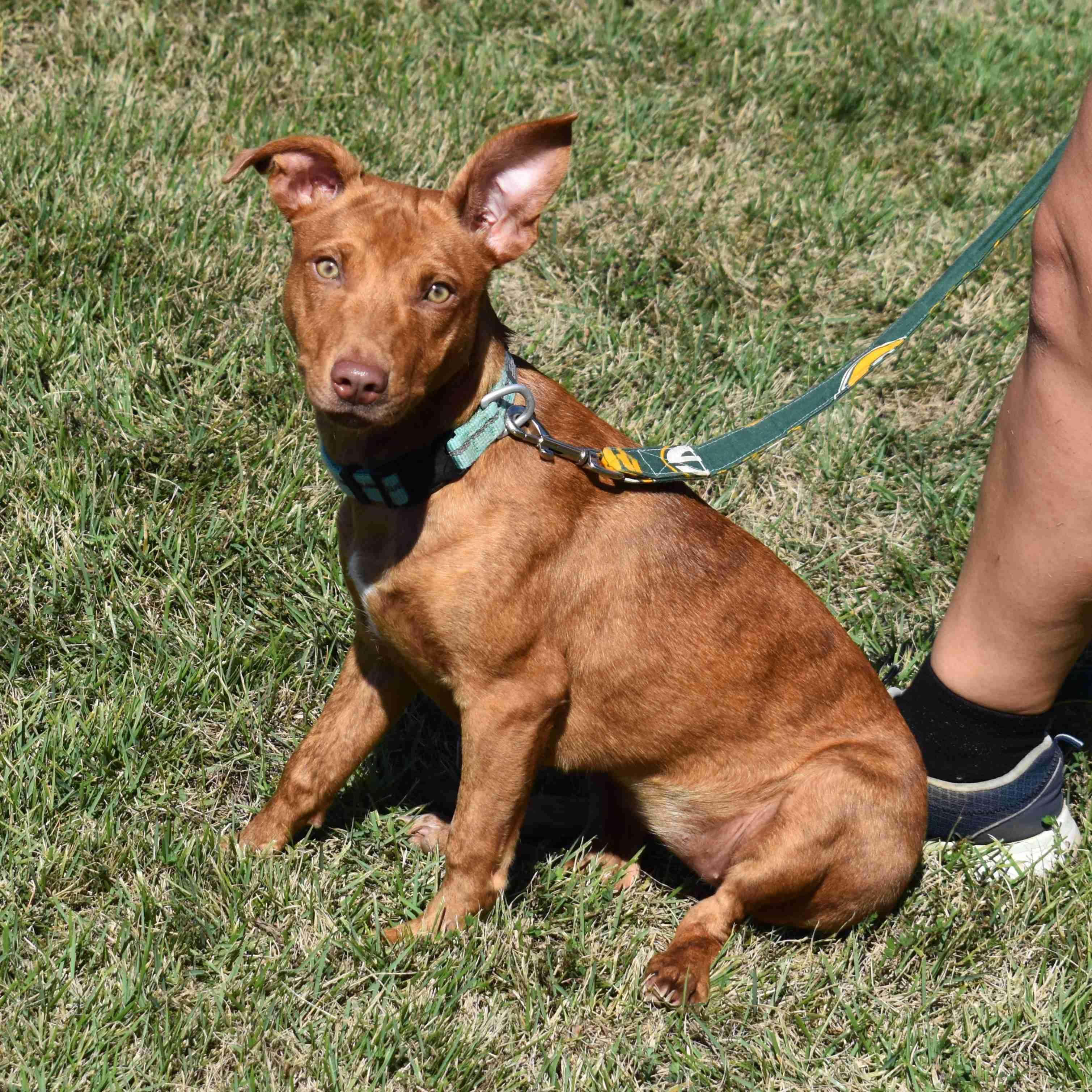 Shelly, a Adoptable Mixed Breed in Searcy, AR image 3/6