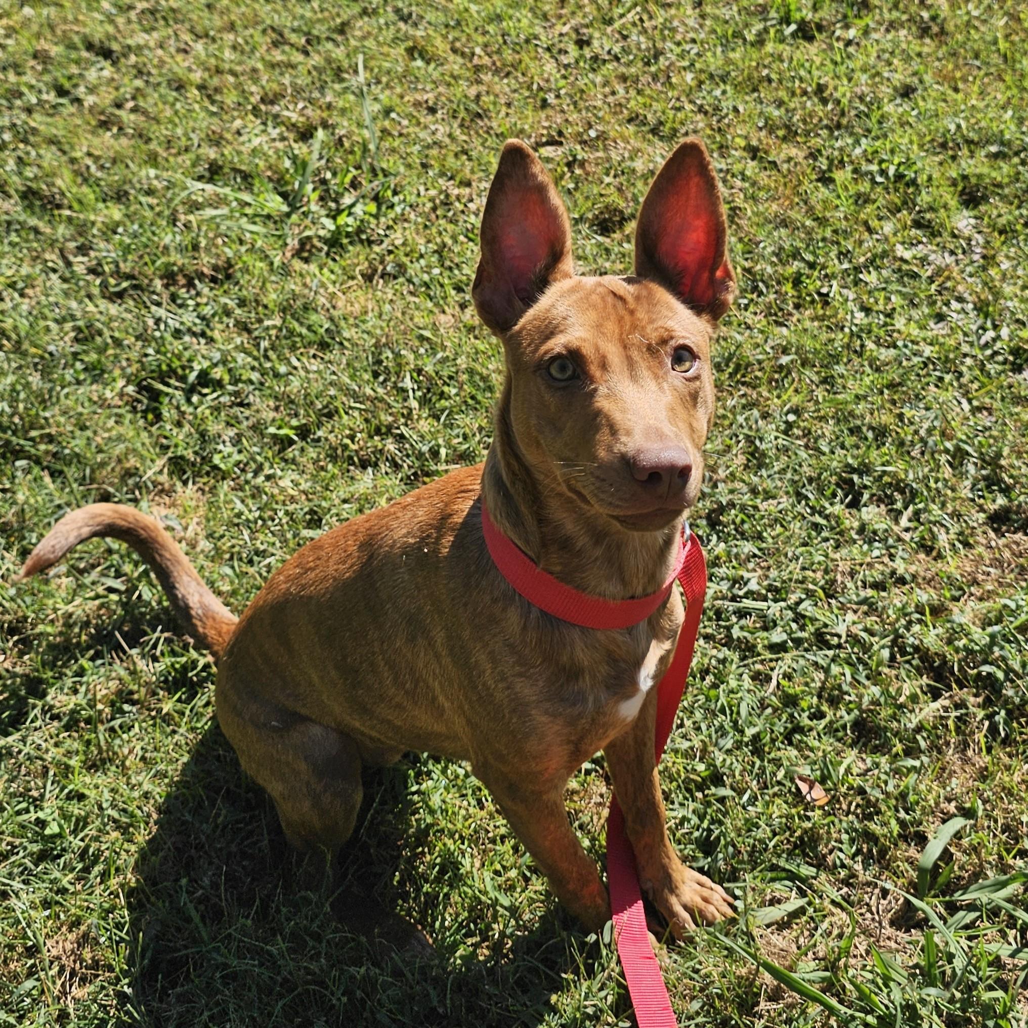 Shelly, a Adoptable Mixed Breed in Searcy, AR image 6/6