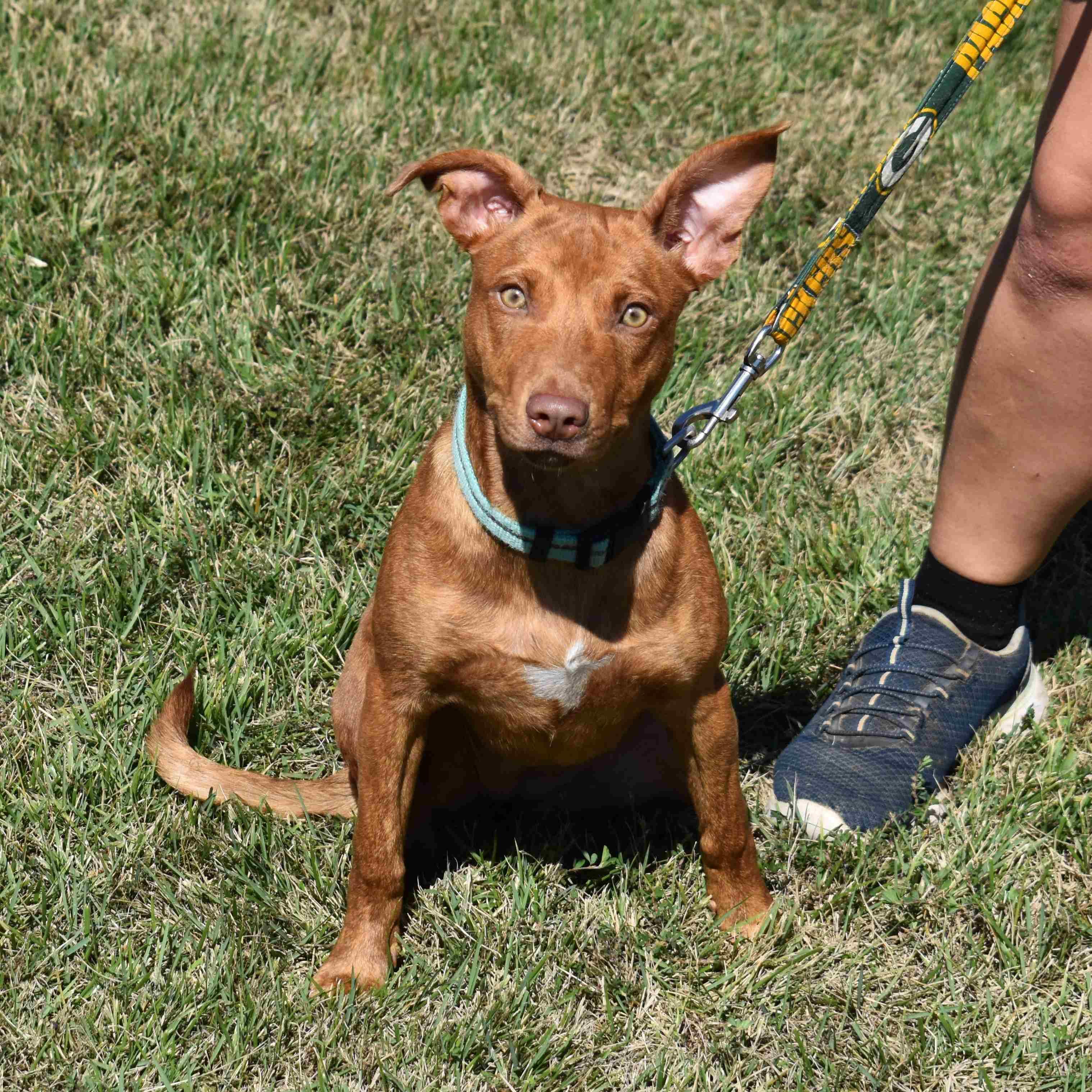 Shelly, a Adoptable Mixed Breed in Searcy, AR image 2/6