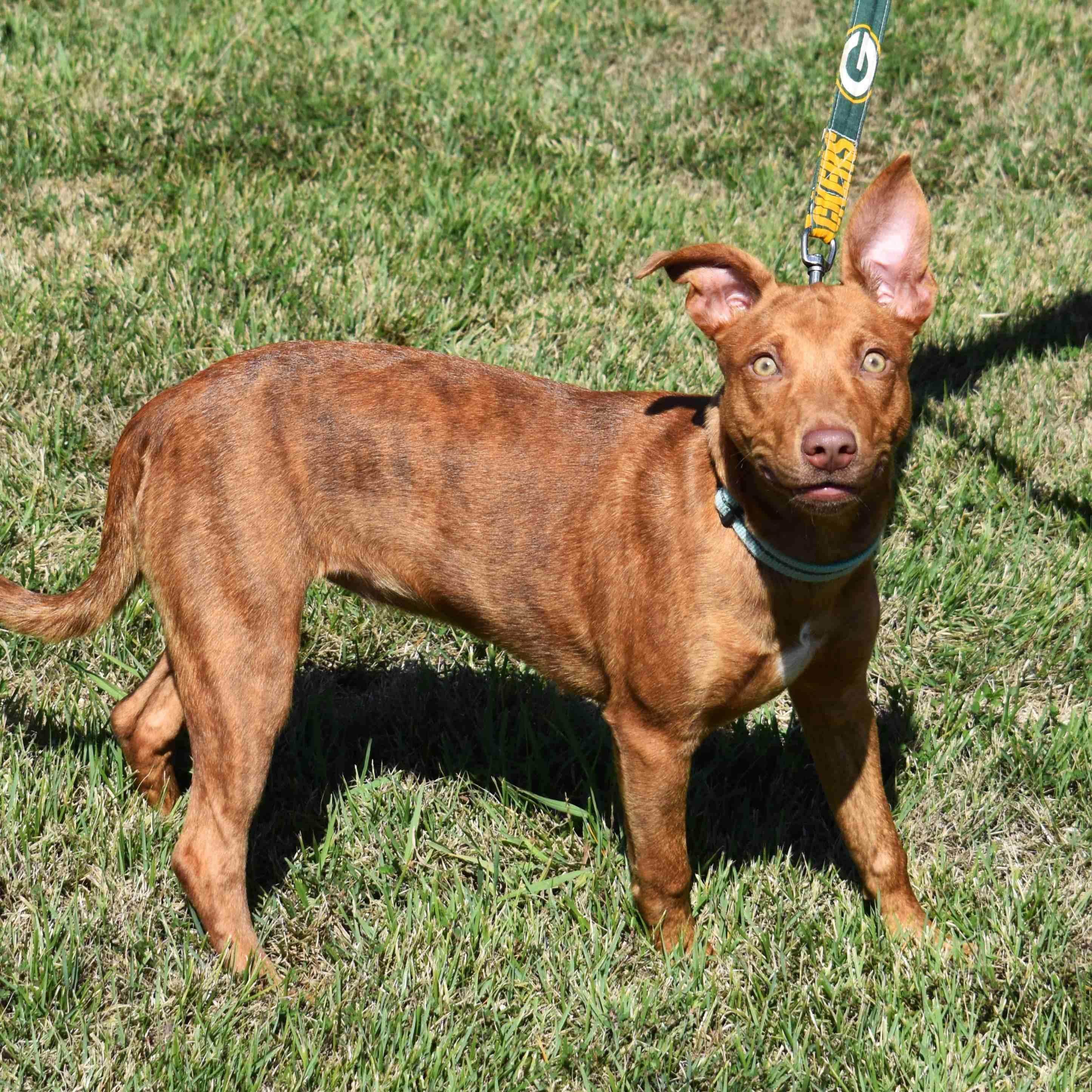 Shelly, Adoptable, Young Female Mixed Breed.
