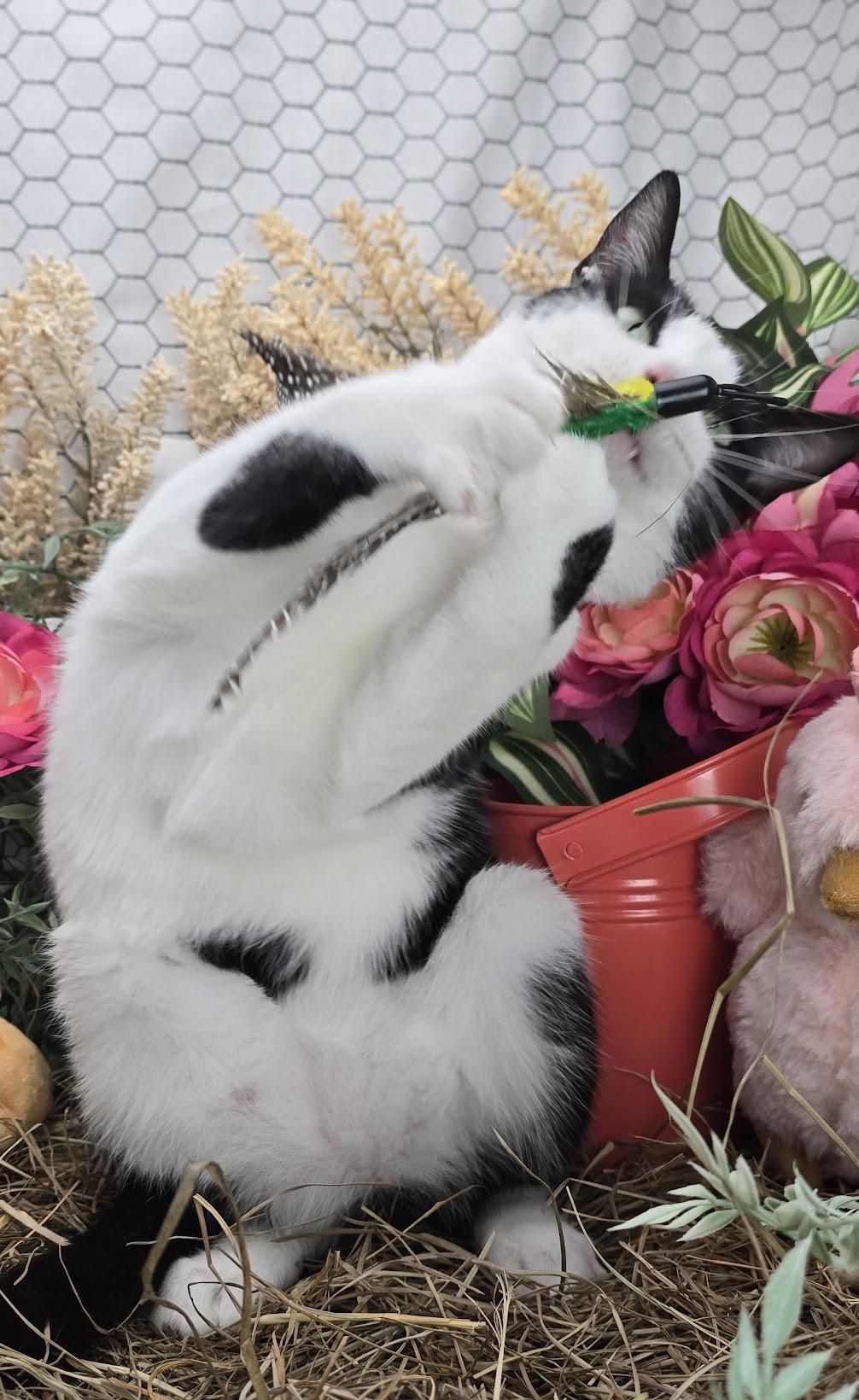 Deveraux the Distinguished Gentleman, a Adoptable Domestic Short Hair in Rocky Hill, CT image 3/6