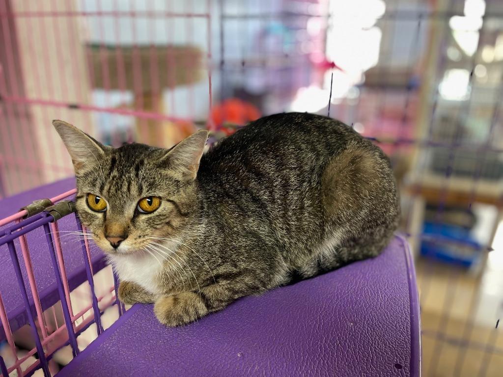 Selene, Adoptable, Adult Female Domestic Short Hair.