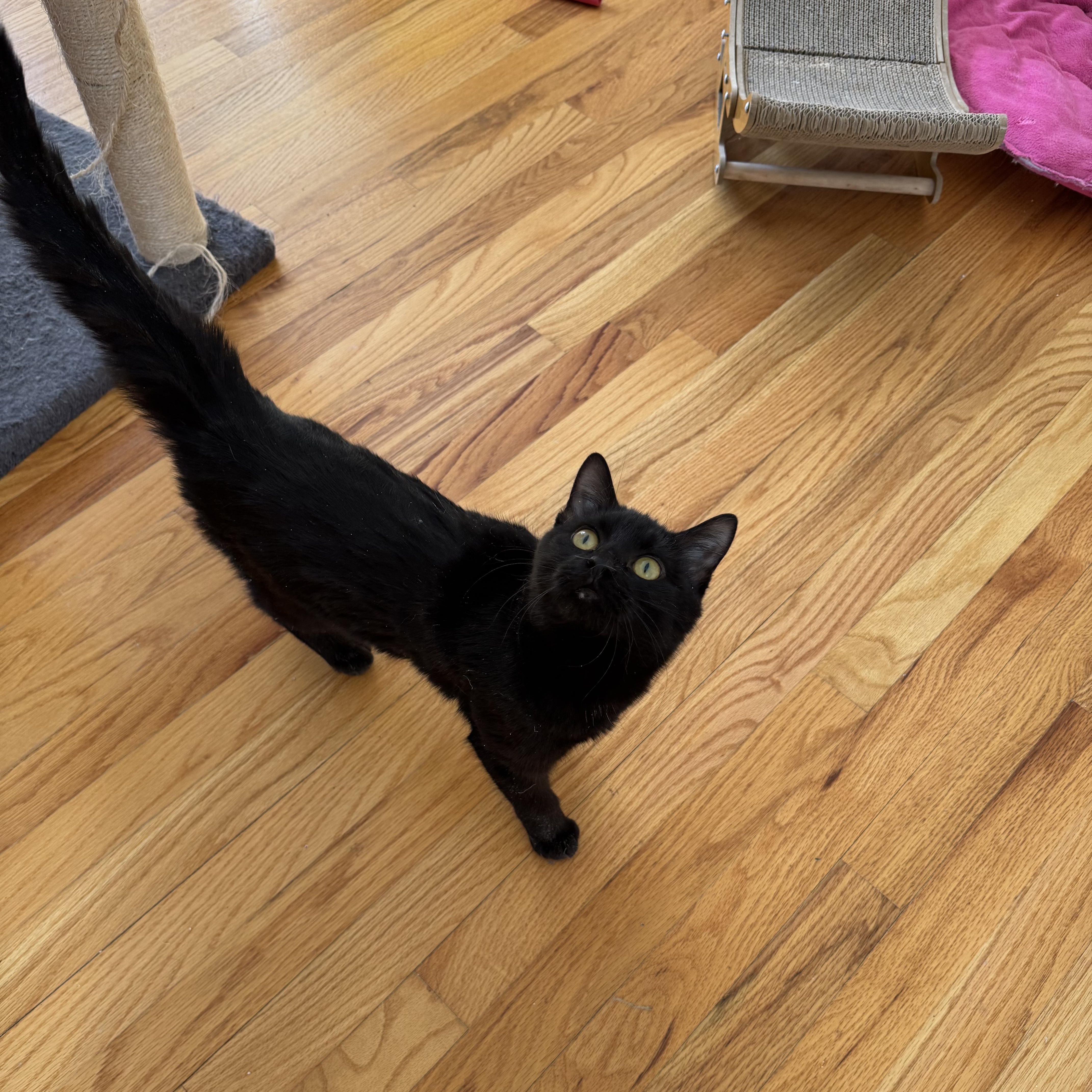 Enlarge BATS, an adoptable Domestic Short Hair in East Greenwich, RI image 3/6