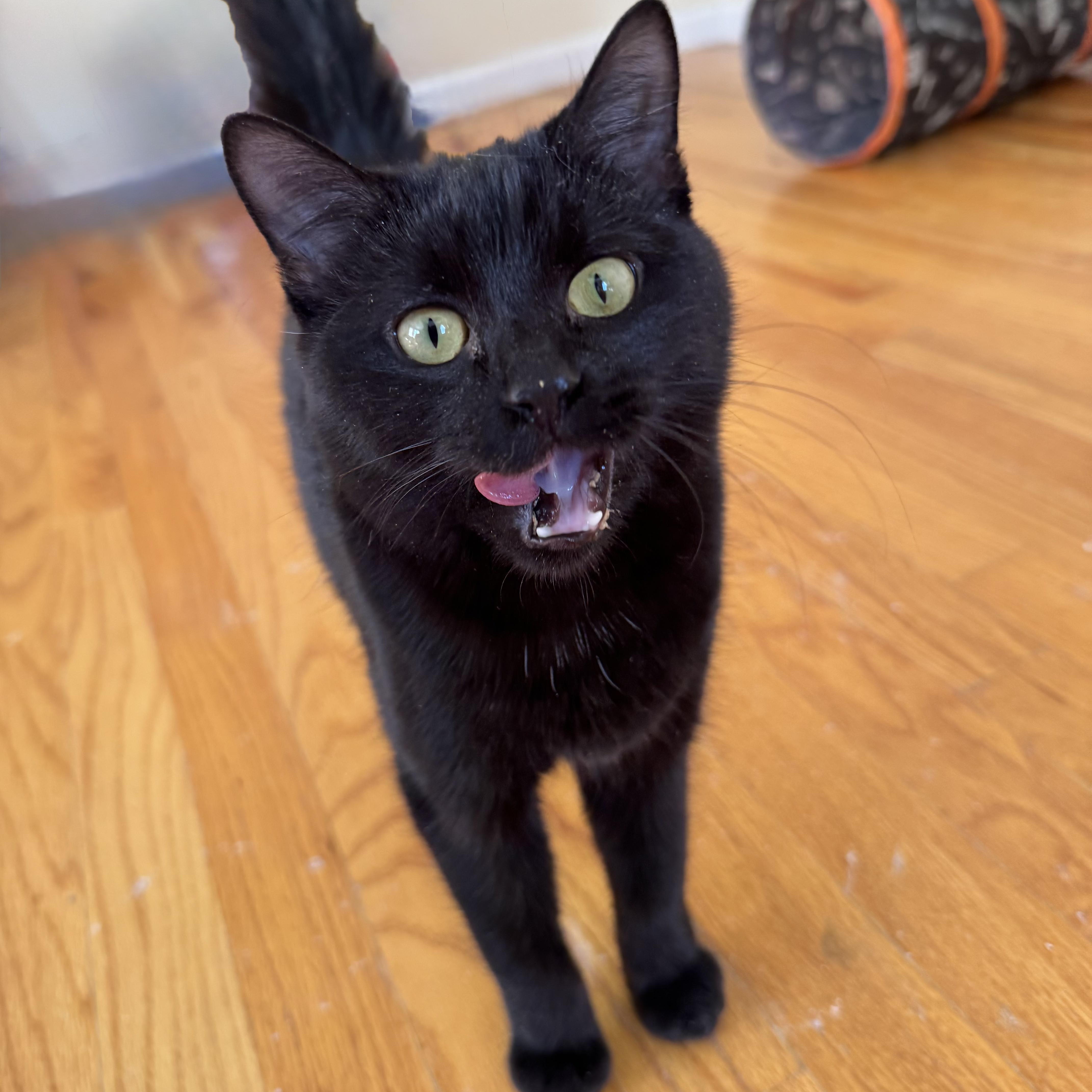 Enlarge BATS, an adoptable Domestic Short Hair in East Greenwich, RI image 6/6