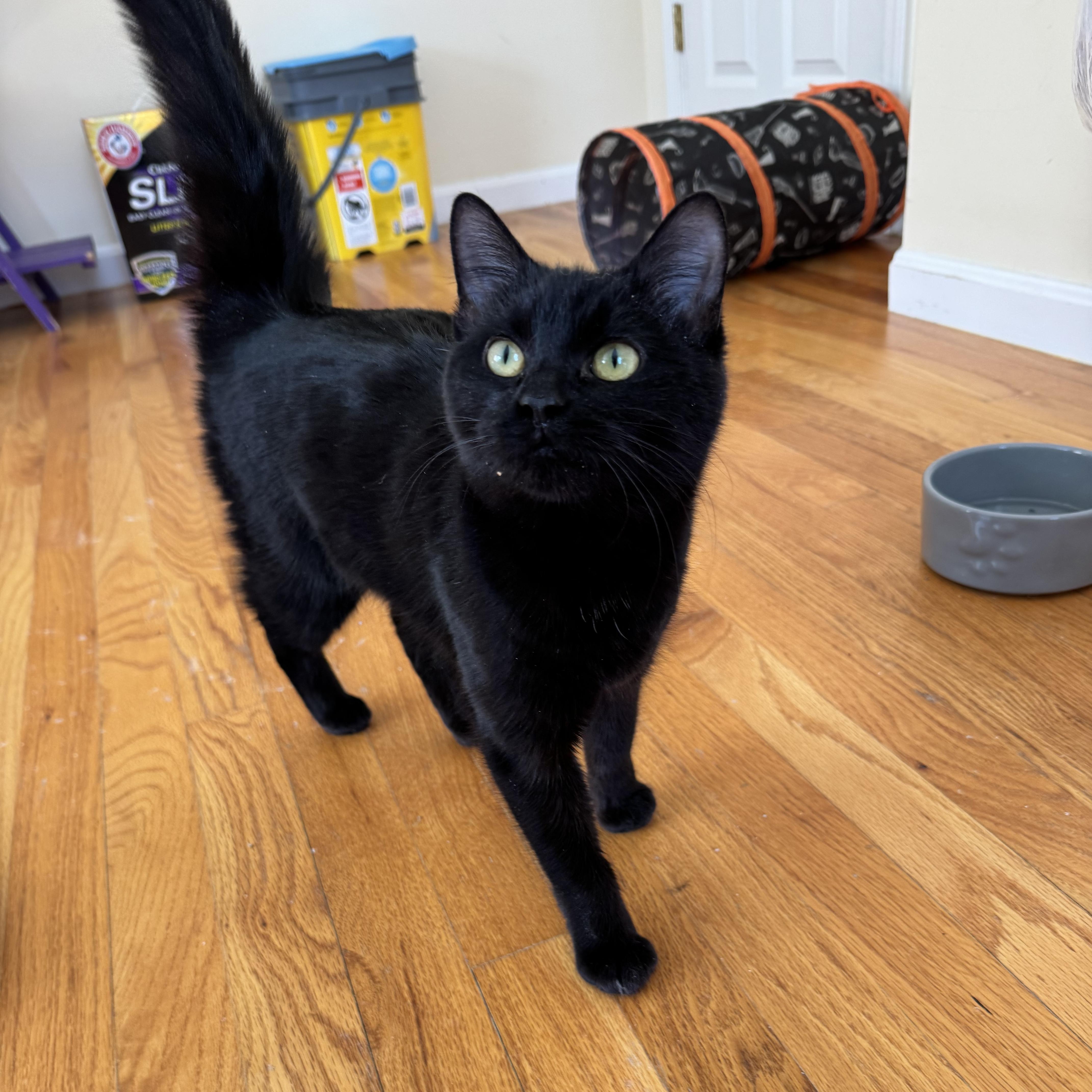 Enlarge BATS, an adoptable Domestic Short Hair in East Greenwich, RI image 1/6
