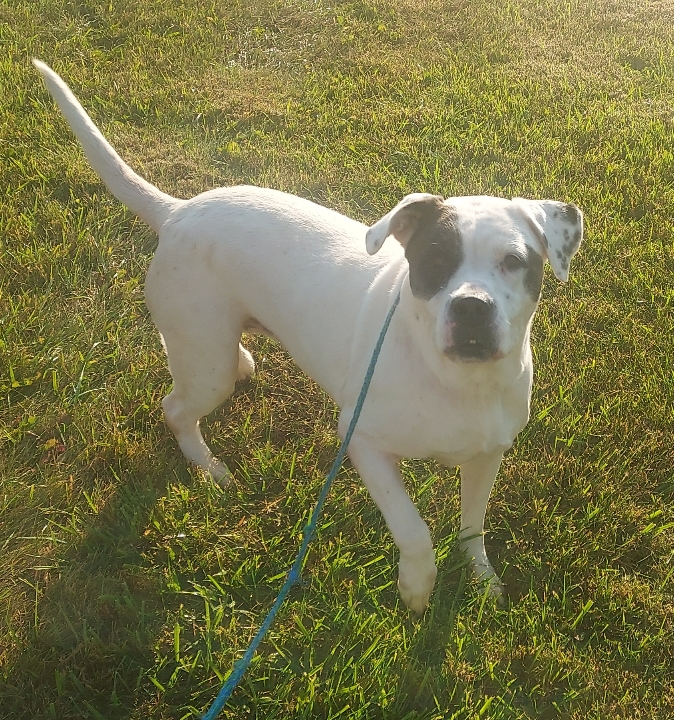 Harley, a Adoptable mixed breed in Sandusky, MI image 4/6