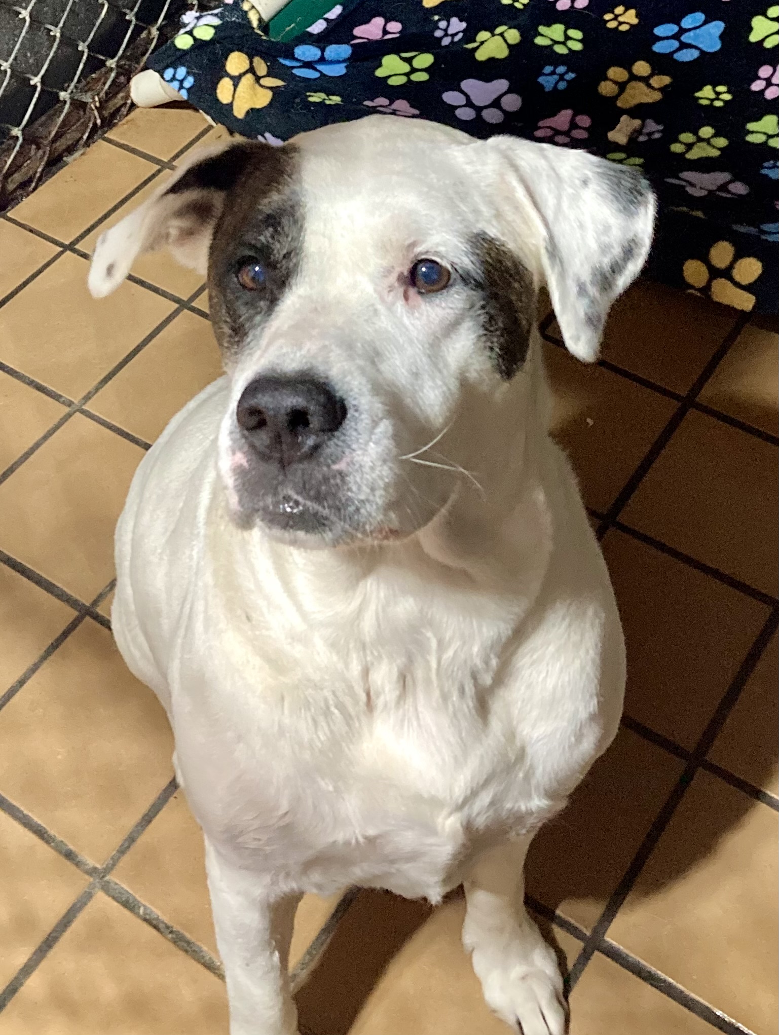 Harley, a Adoptable mixed breed in Sandusky, MI image 3/6